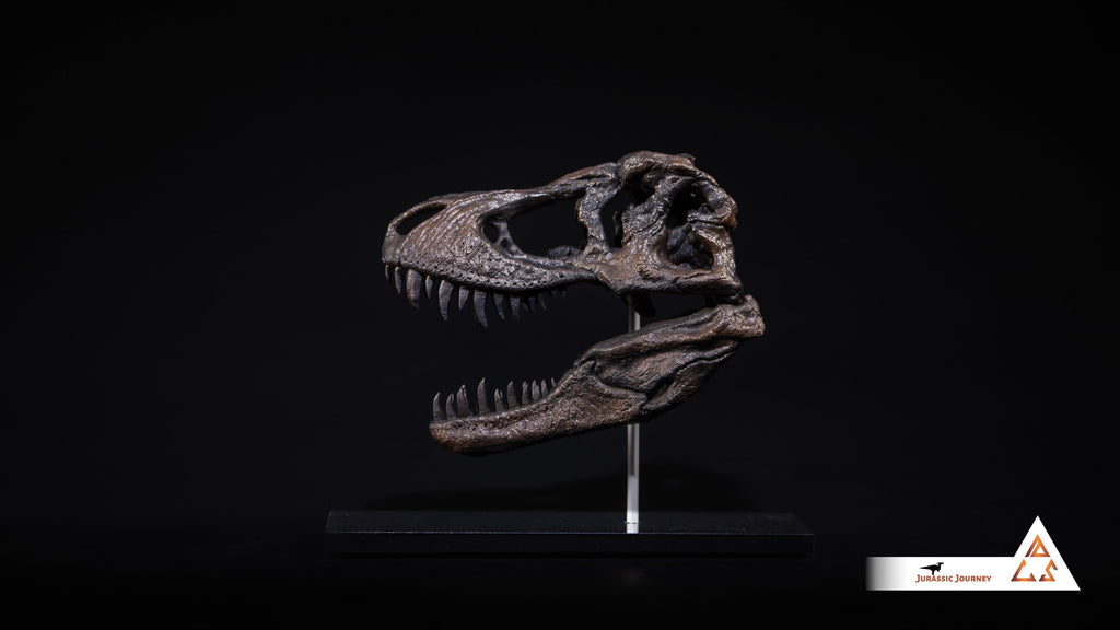 Tyrannosaurus Rex skull | 1:10 scale resin model with acrylic base
