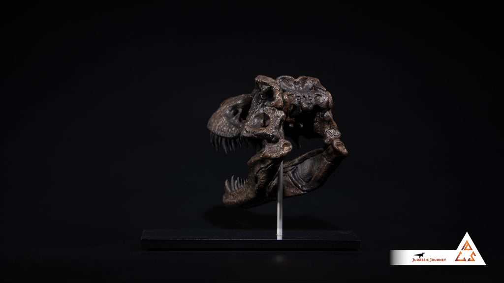 Tyrannosaurus Rex skull | 1:10 scale resin model with acrylic base