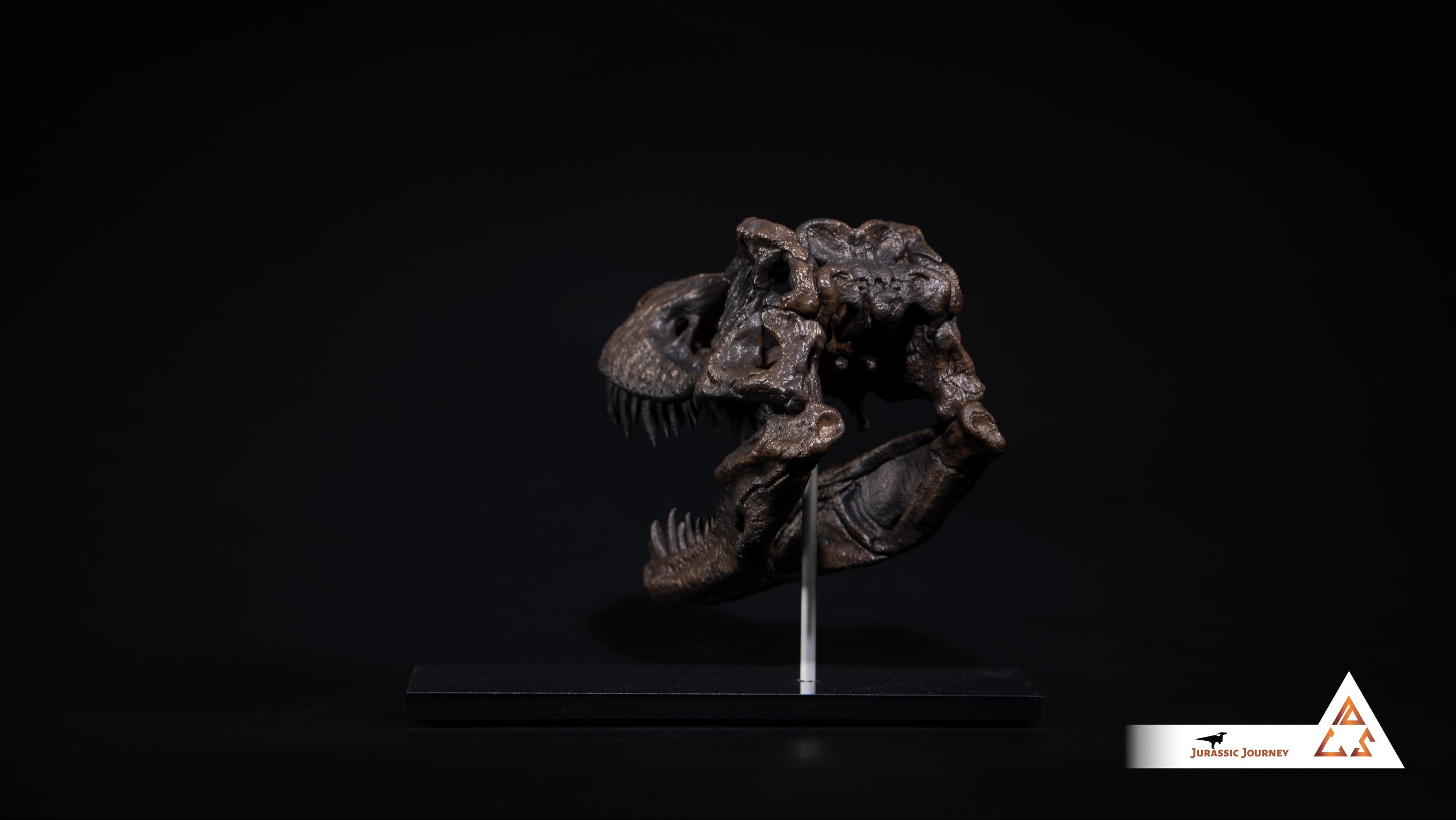 Tyrannosaurus Rex skull | 1:10 scale resin model with acrylic base