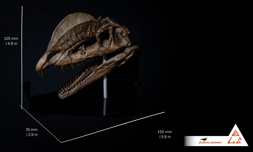 Dilophosaurus skull | 1:5 scale resin model with acrylic base