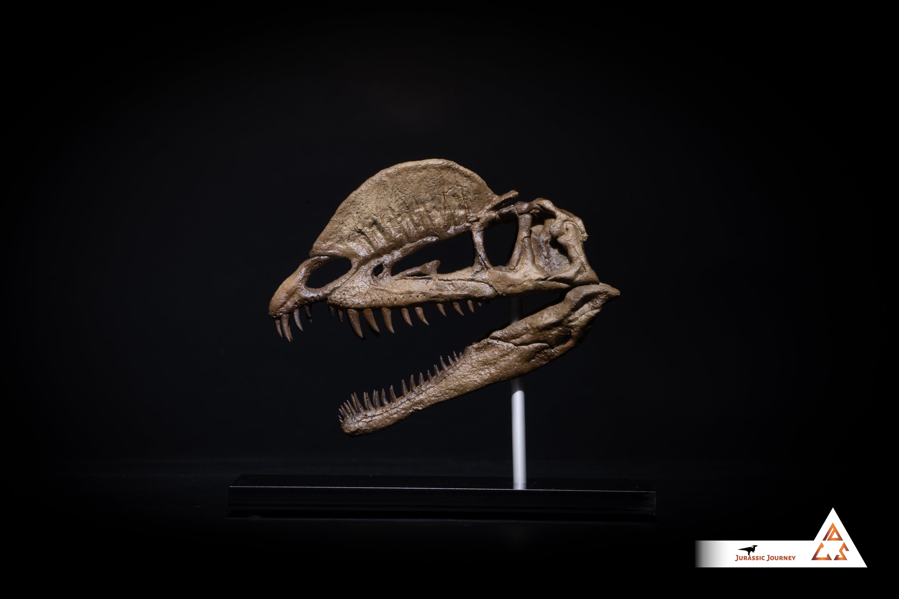 Dilophosaurus skull | 1:5 scale resin model with acrylic base