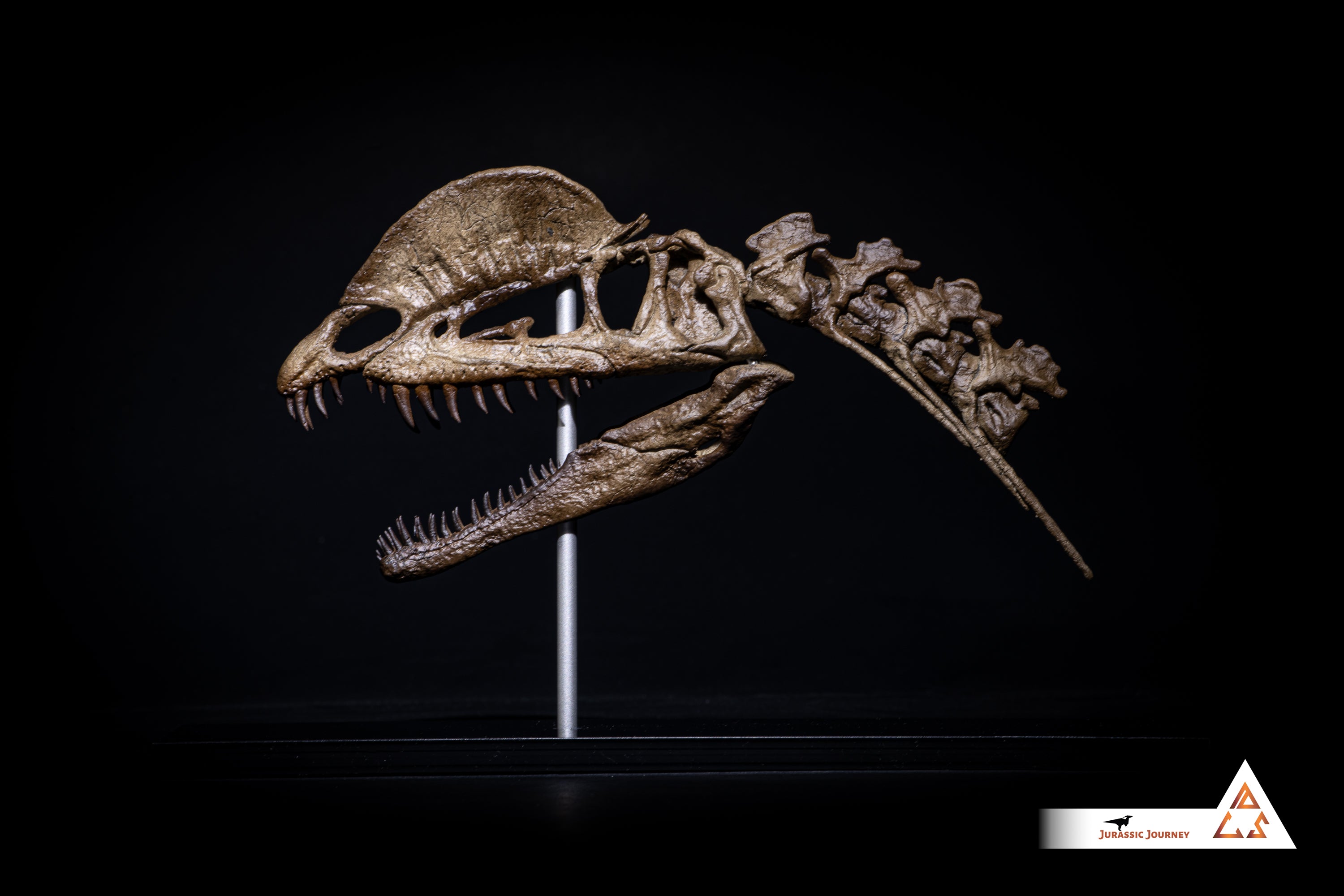 Dilophosaurus skull with spine segment| 1:5 scale resin model with acrylic base