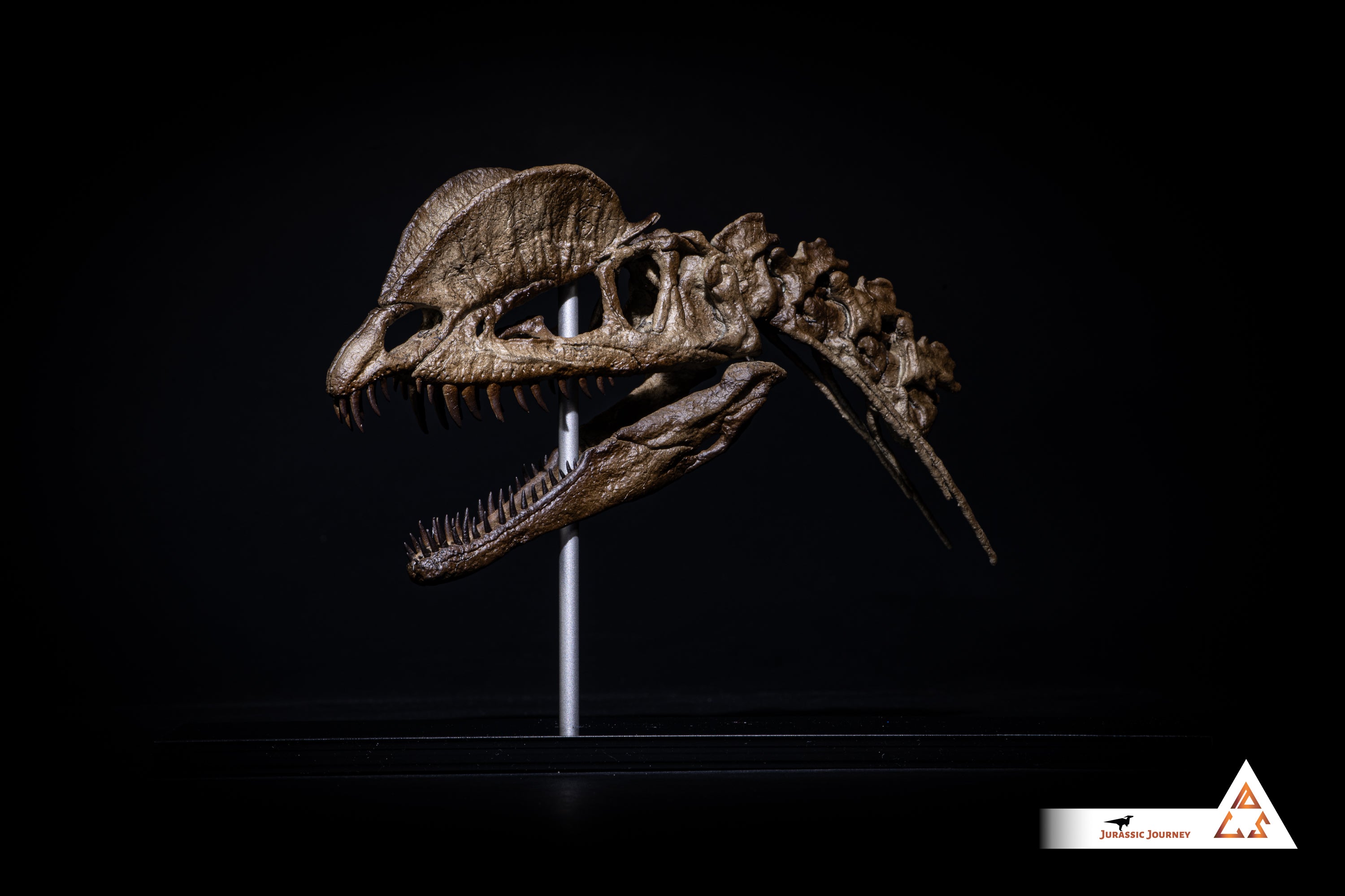 Dilophosaurus skull with spine segment| 1:5 scale resin model with acrylic base