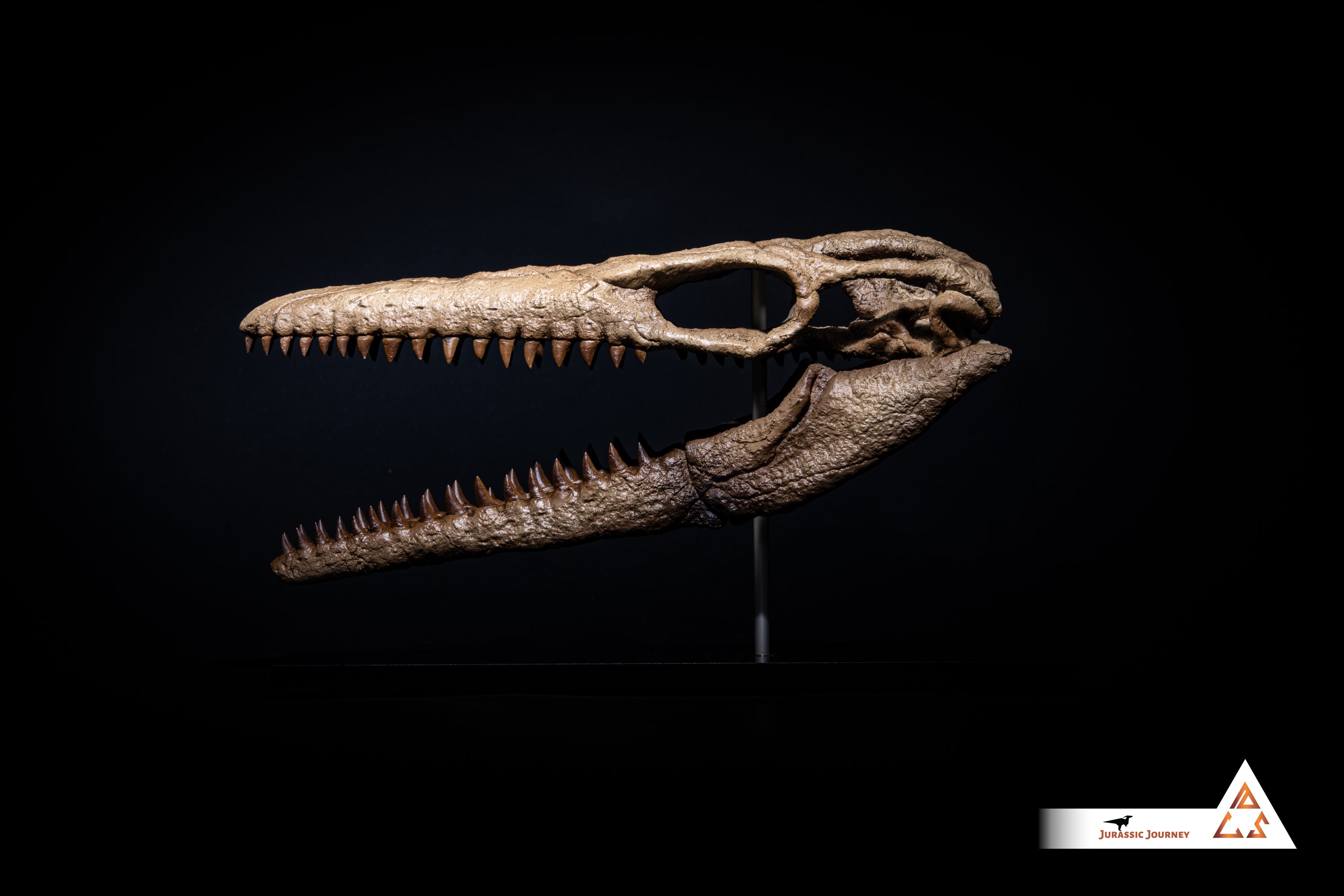 Mosasaurus skull | 1:5 scale resin model with acrylic base