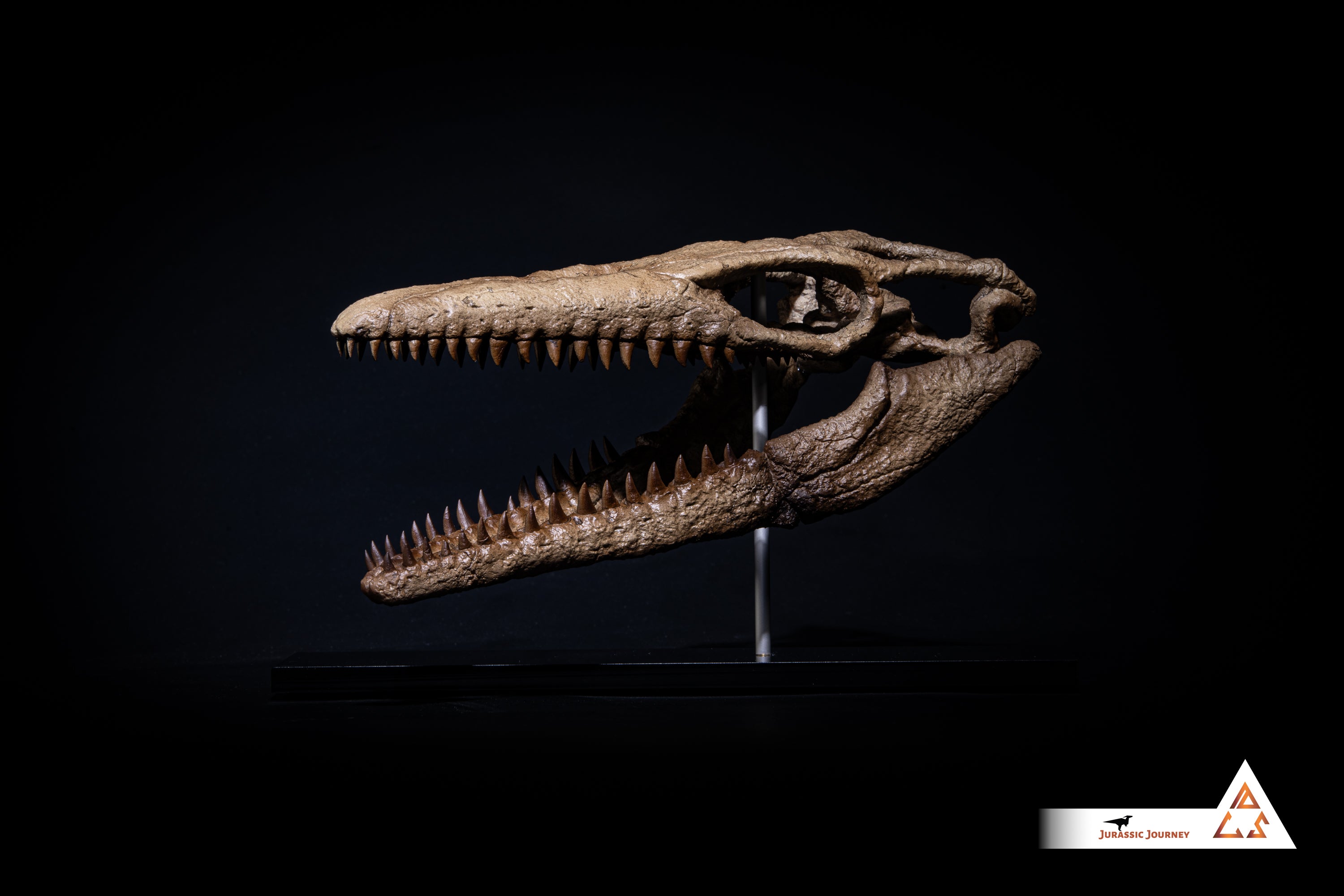 Mosasaurus skull | 1:5 scale resin model with acrylic base