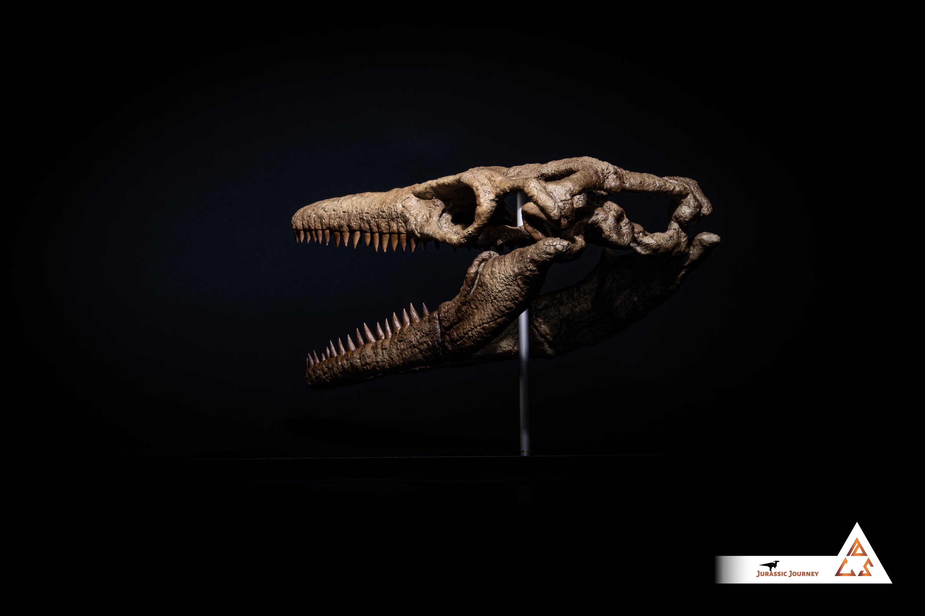 Mosasaurus skull | 1:5 scale resin model with acrylic base