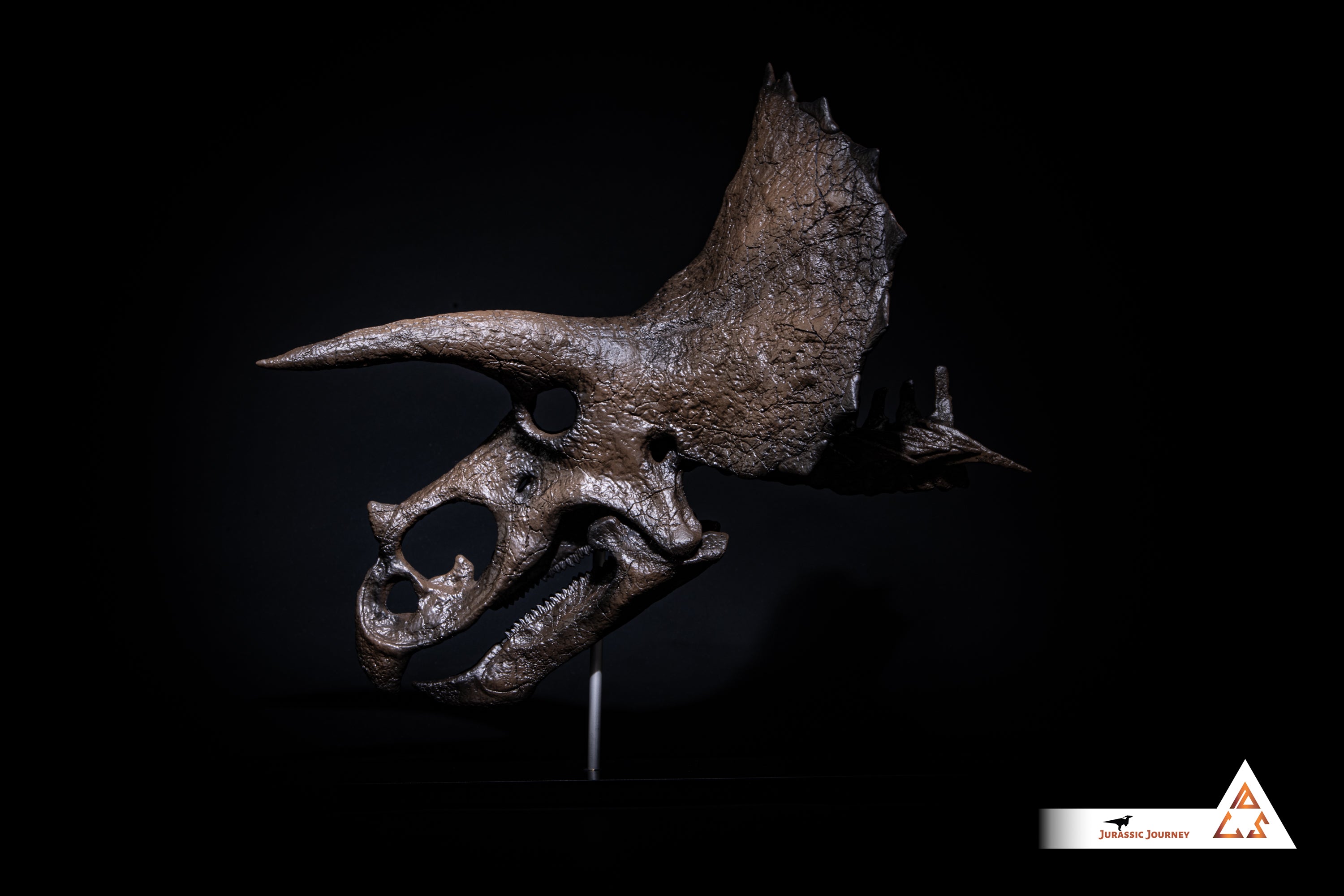 Triceratops skull with spine segment| 1:10 scale resin model with acrylic base