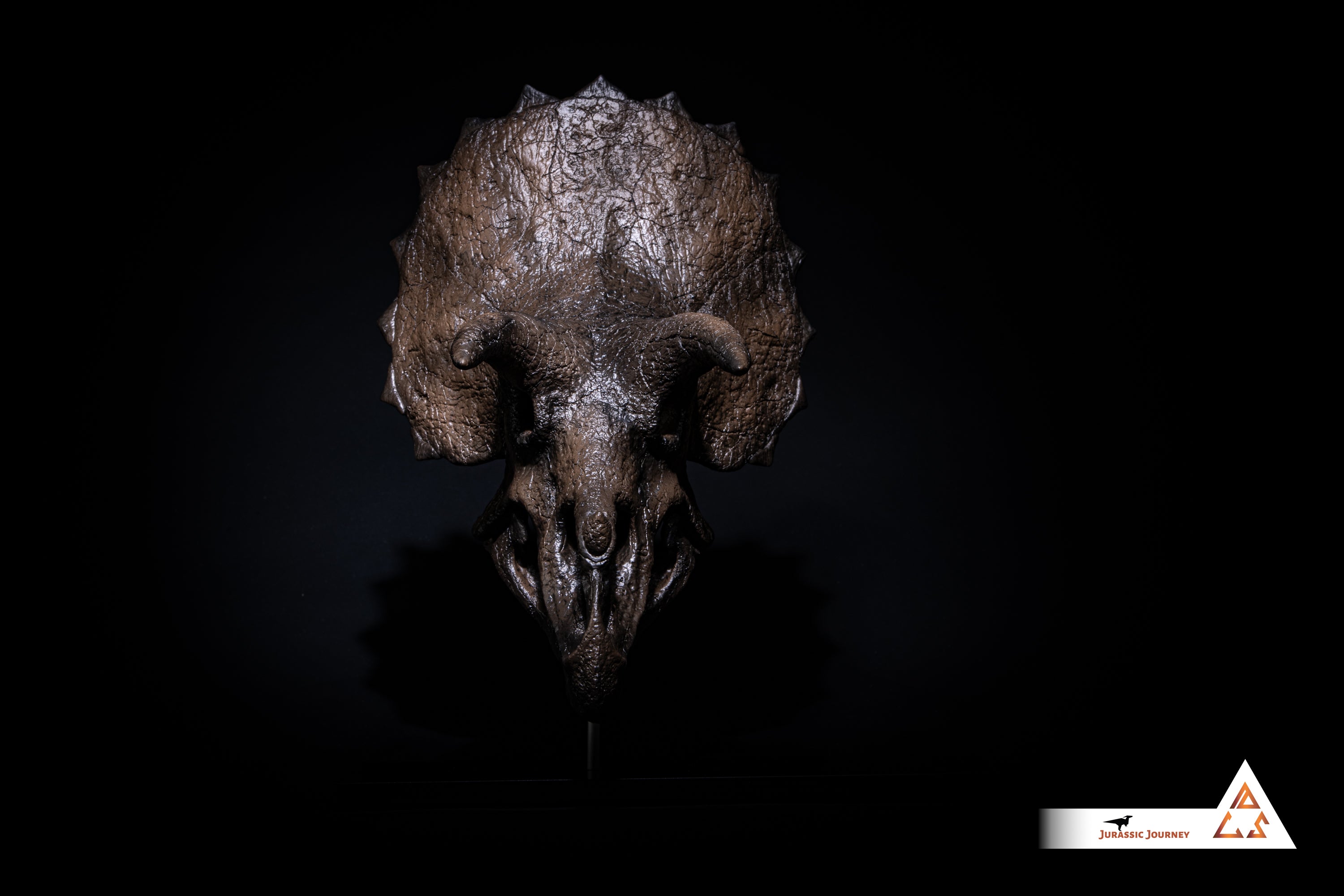 Triceratops skull with spine segment| 1:10 scale resin model with acrylic base