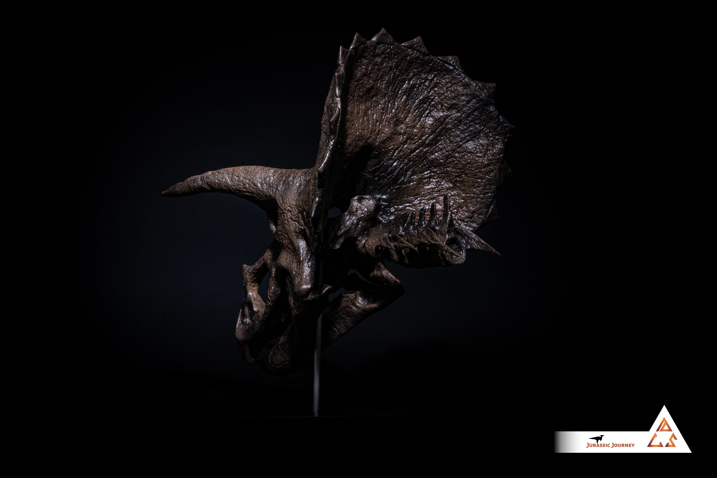 Triceratops skull with spine segment| 1:10 scale resin model with acrylic base