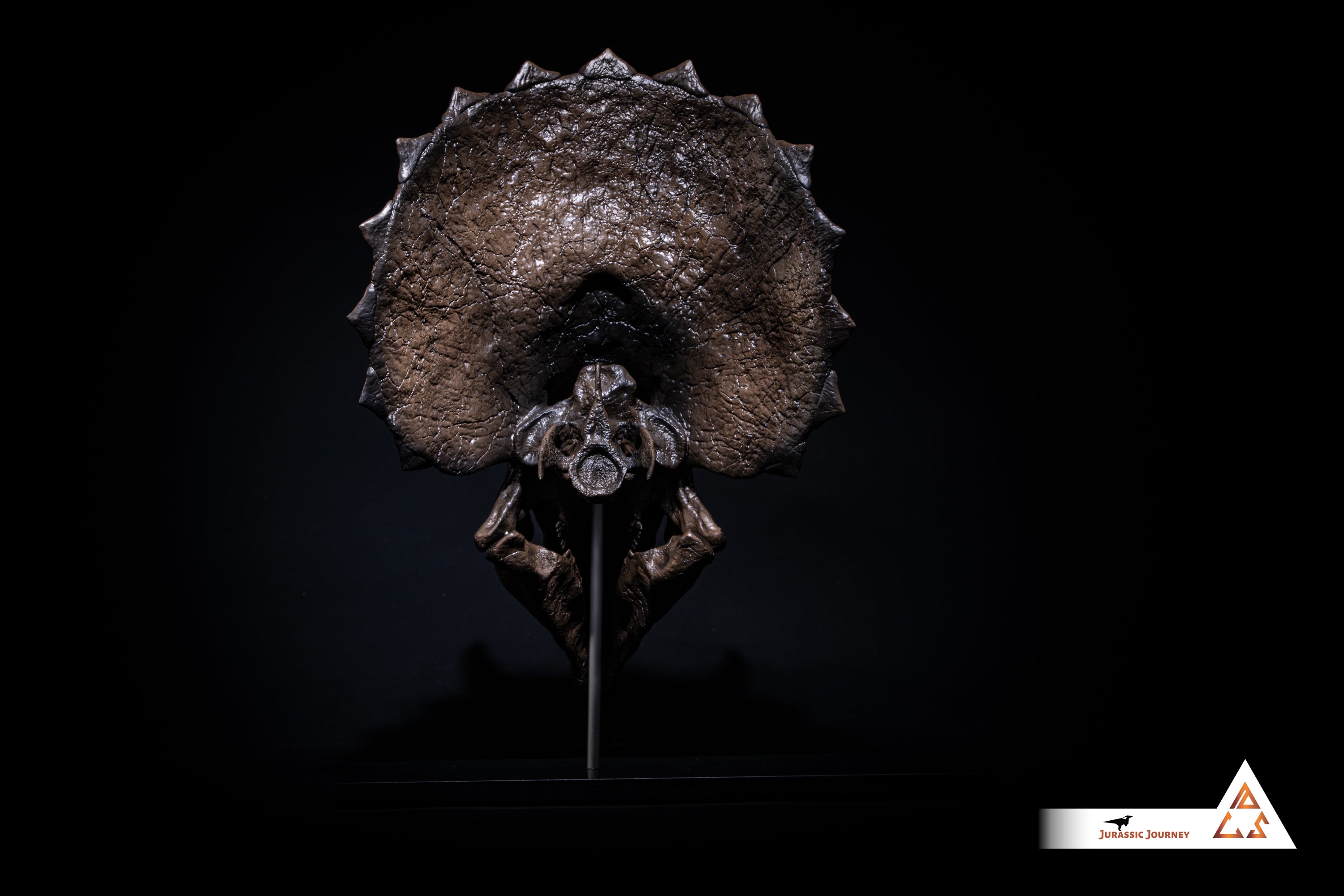 Triceratops skull with spine segment| 1:10 scale resin model with acrylic base