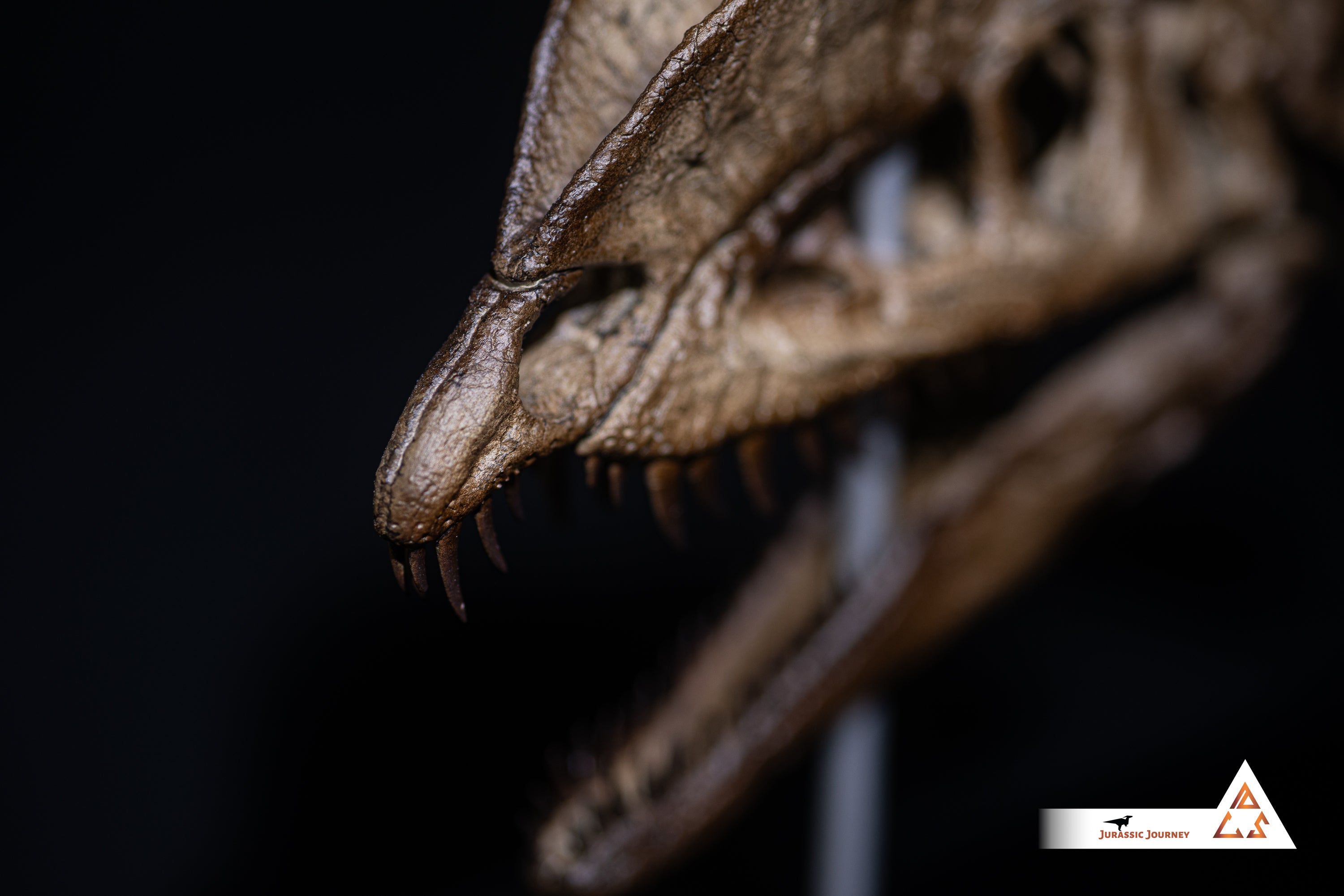 Dilophosaurus skull with spine segment| 1:5 scale resin model with acrylic base