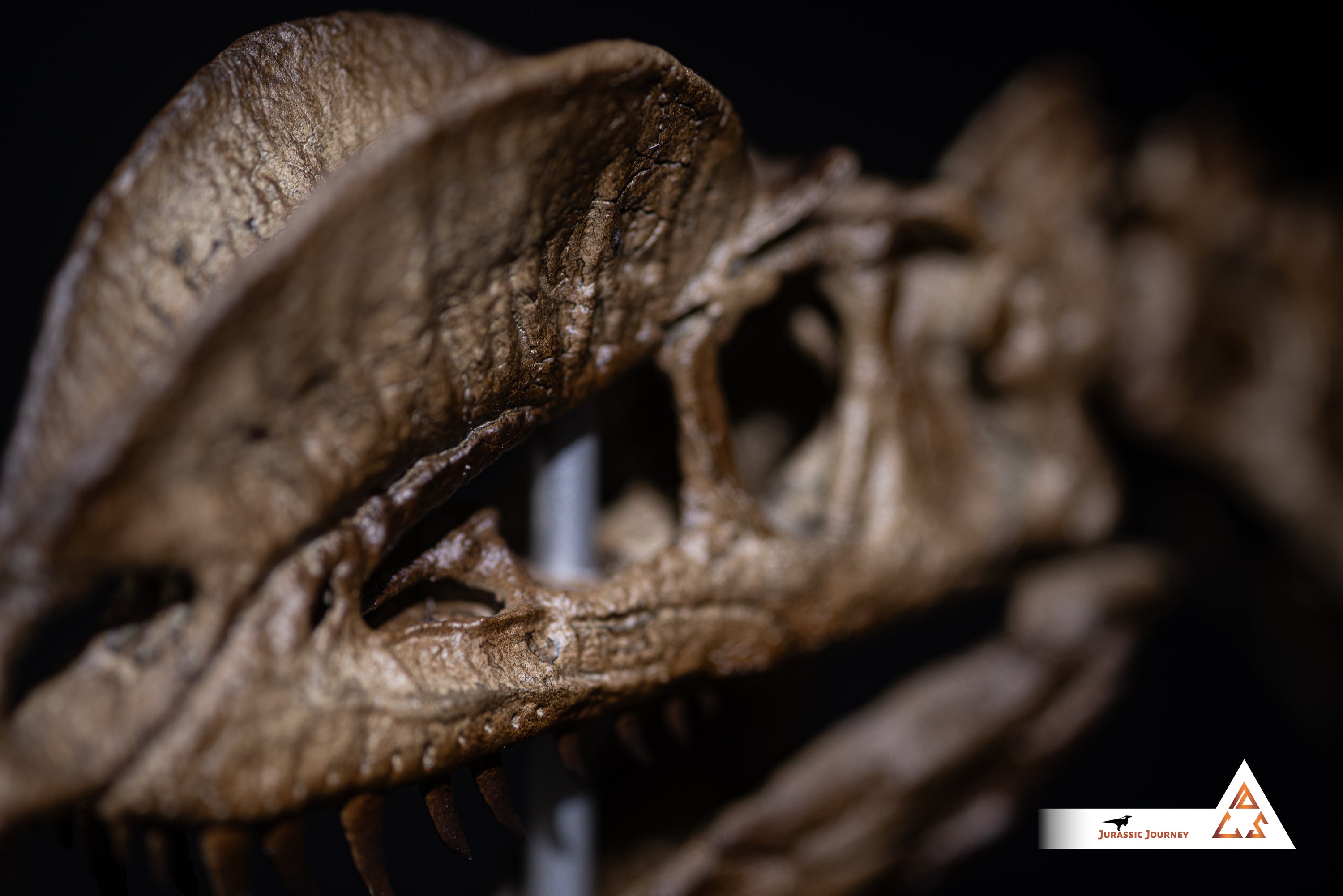 Dilophosaurus skull with spine segment| 1:5 scale resin model with acrylic base