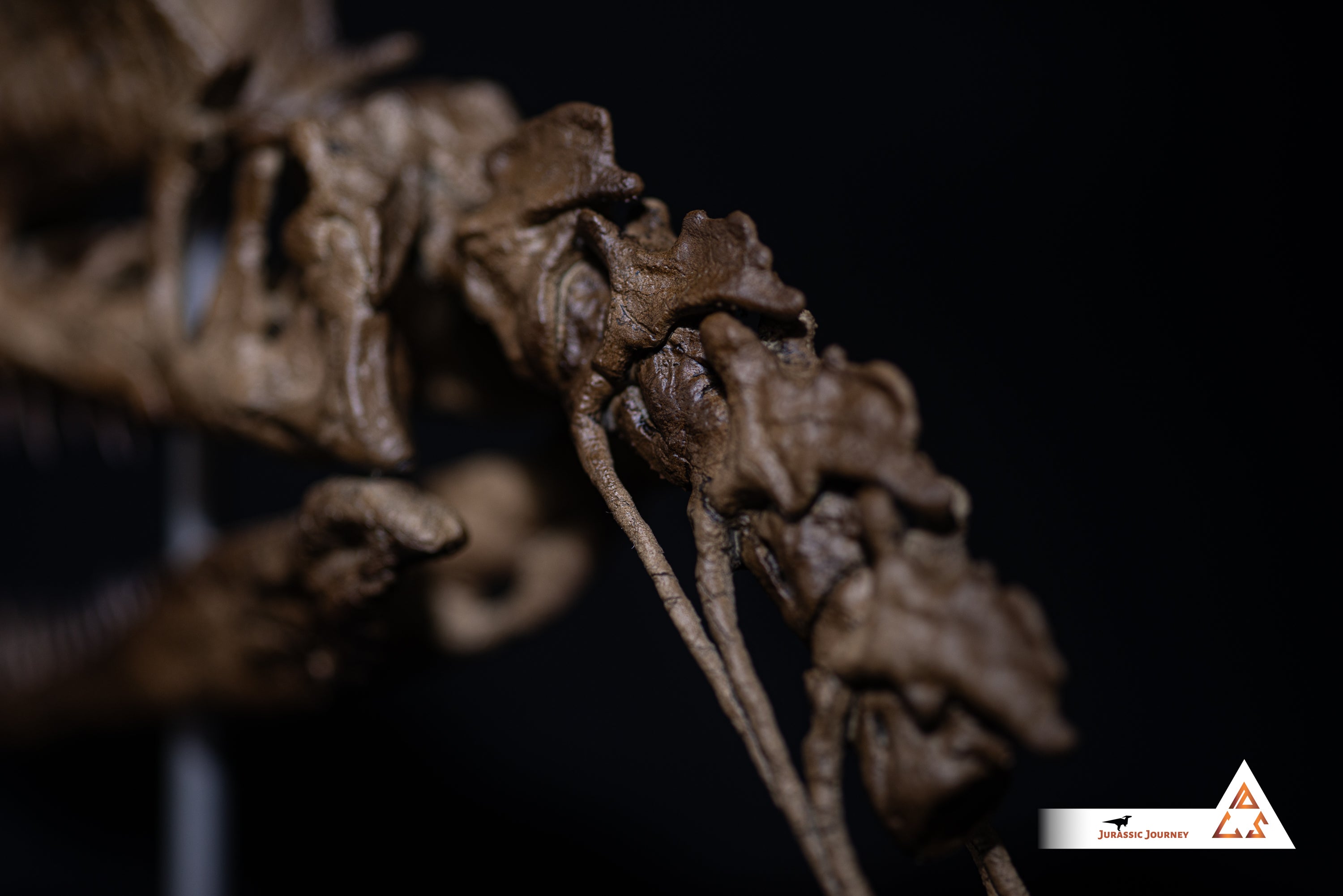 Dilophosaurus skull with spine segment| 1:5 scale resin model with acrylic base