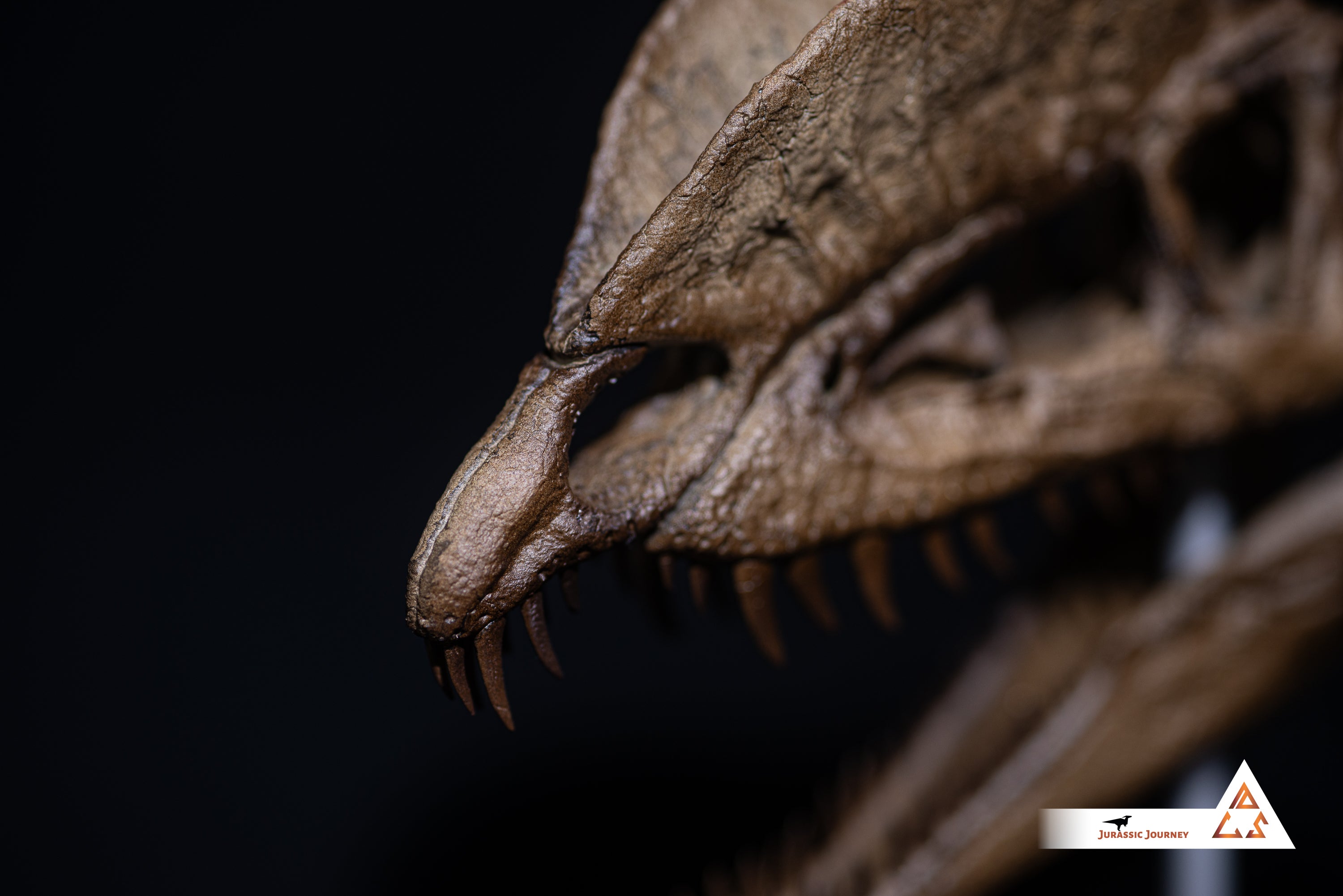 Dilophosaurus skull | 1:5 scale resin model with acrylic base