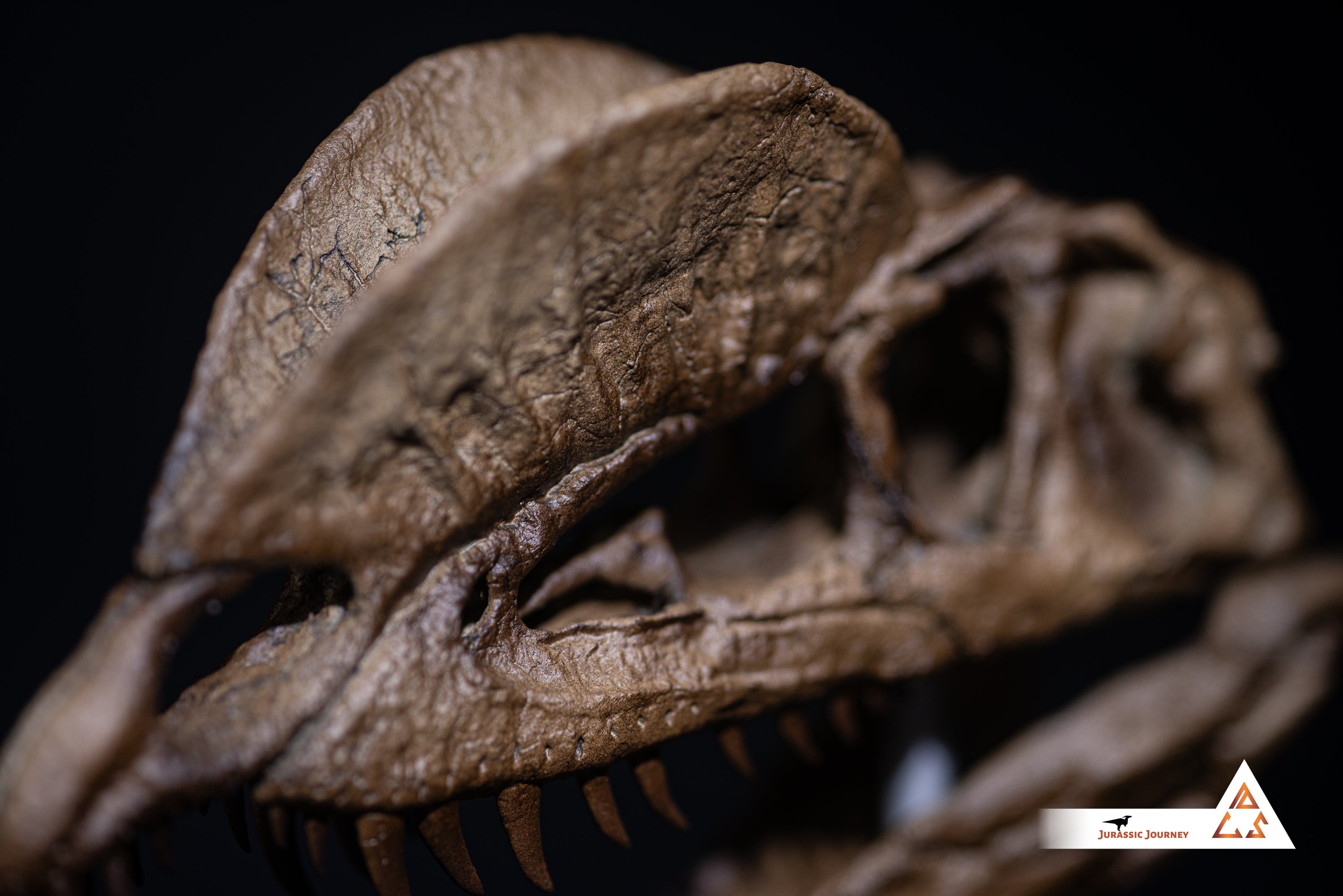 Dilophosaurus skull | 1:5 scale resin model with acrylic base