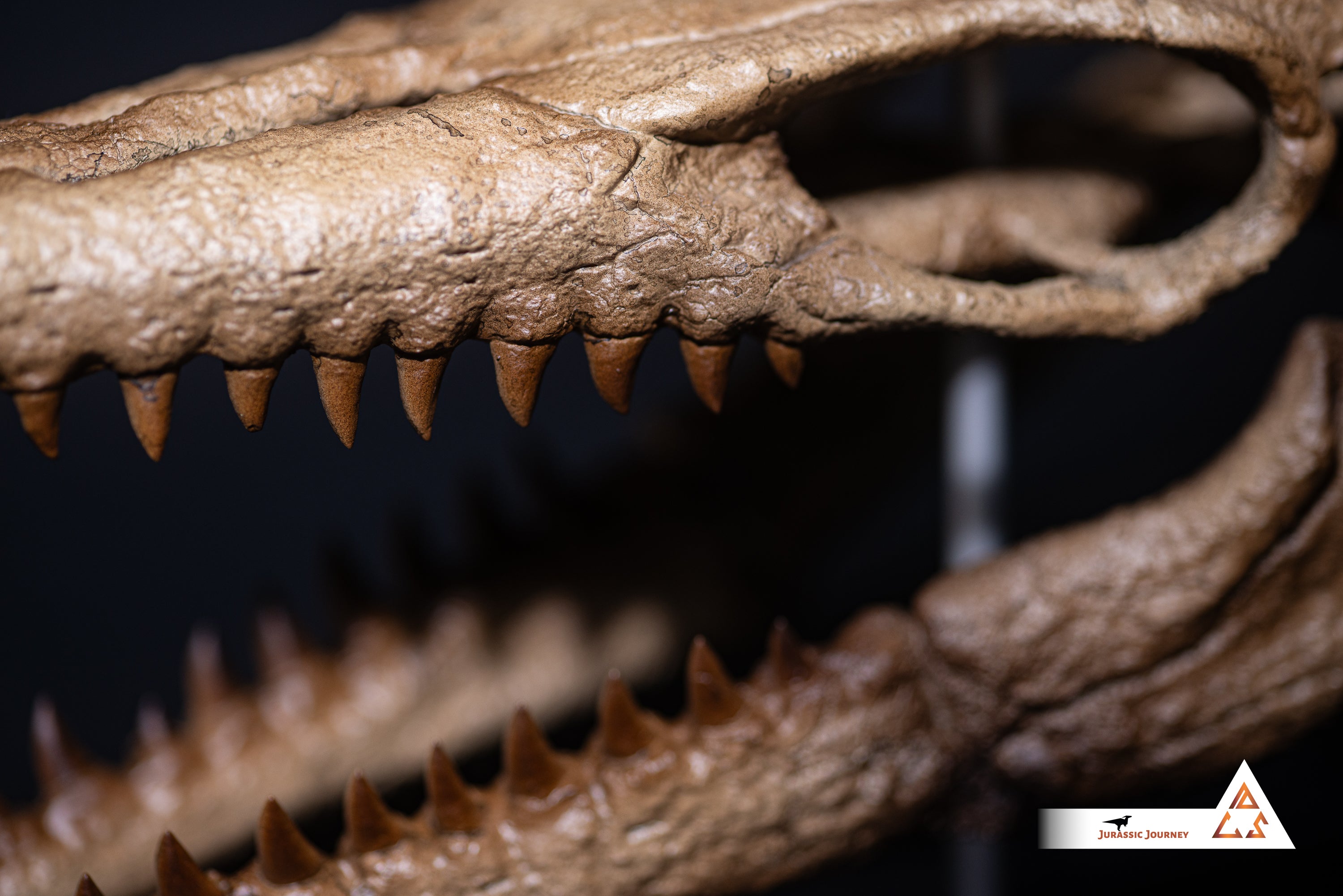 Mosasaurus skull | 1:5 scale resin model with acrylic base