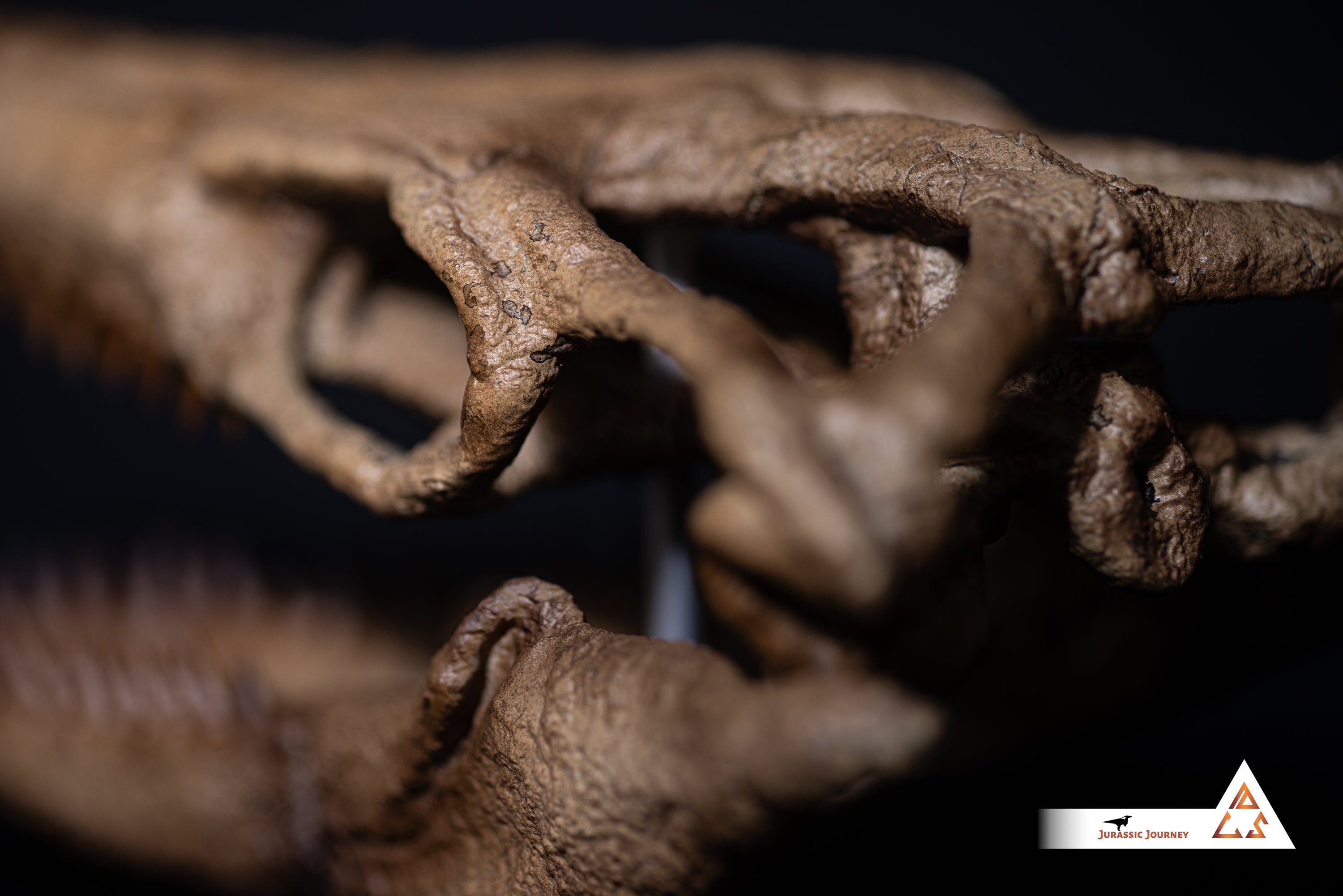 Mosasaurus skull | 1:5 scale resin model with acrylic base