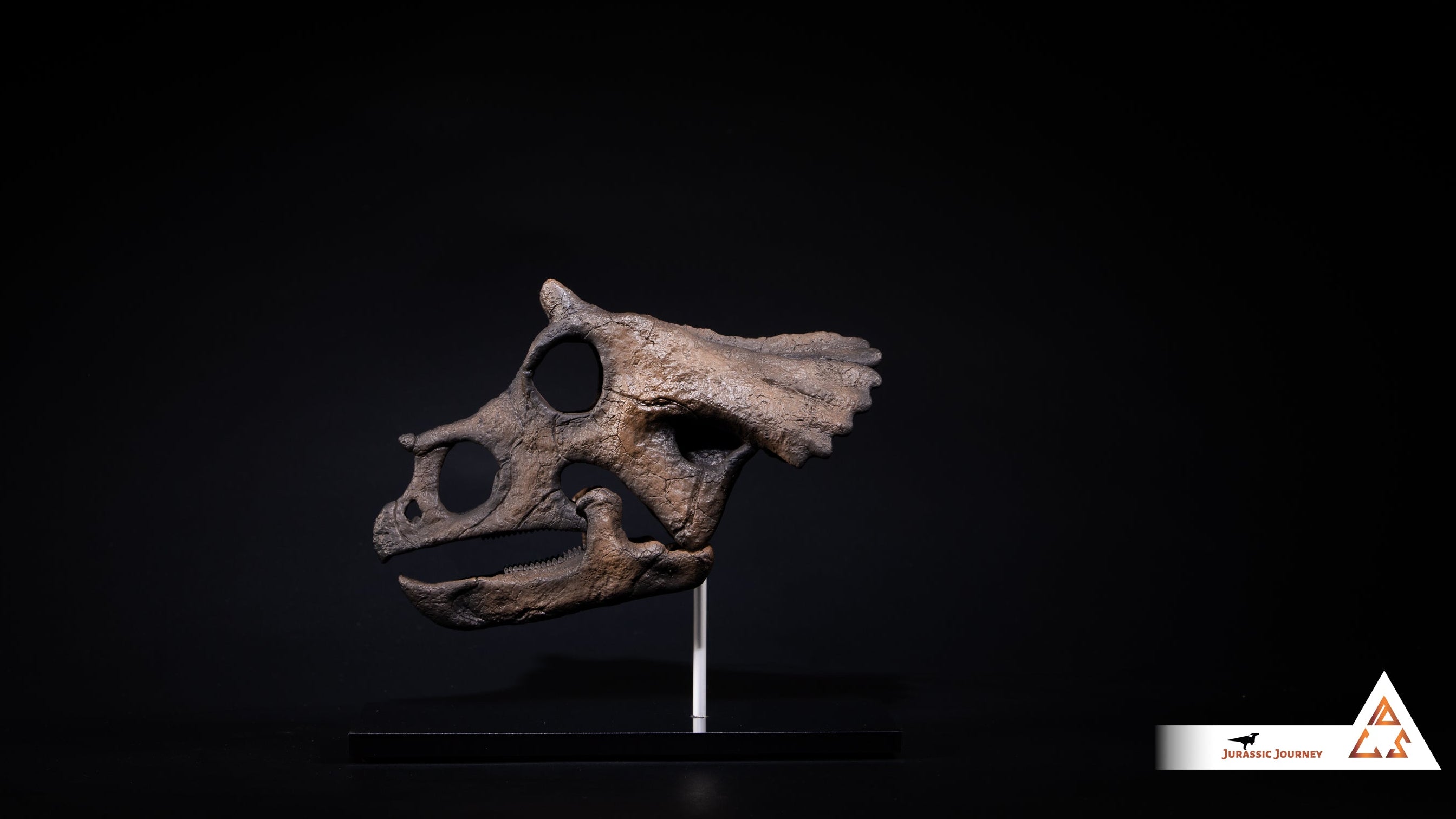 Triceratops Baby skull | 1:2 scale resin model with acrylic base