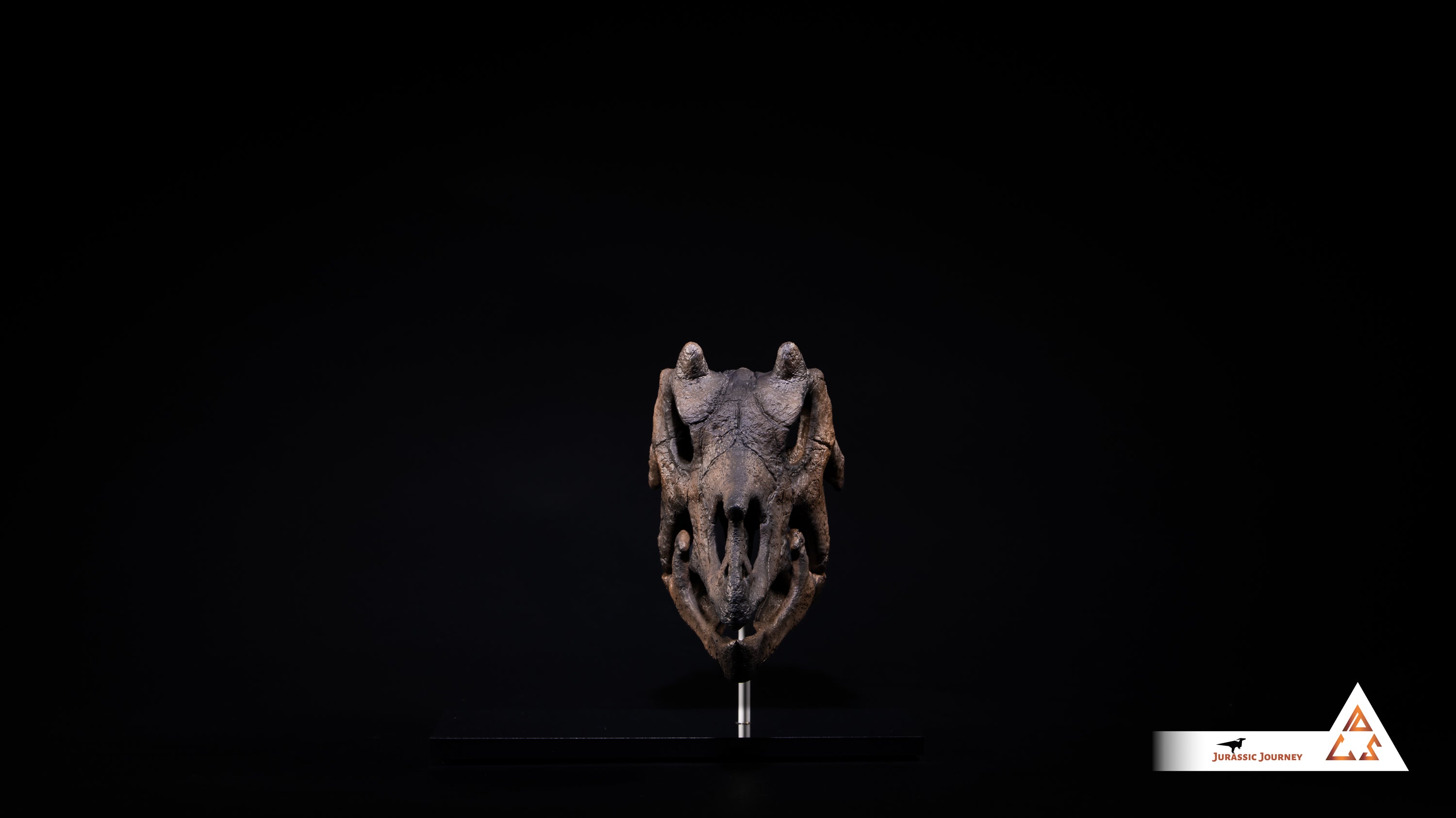 Triceratops Baby skull | 1:2 scale resin model with acrylic base