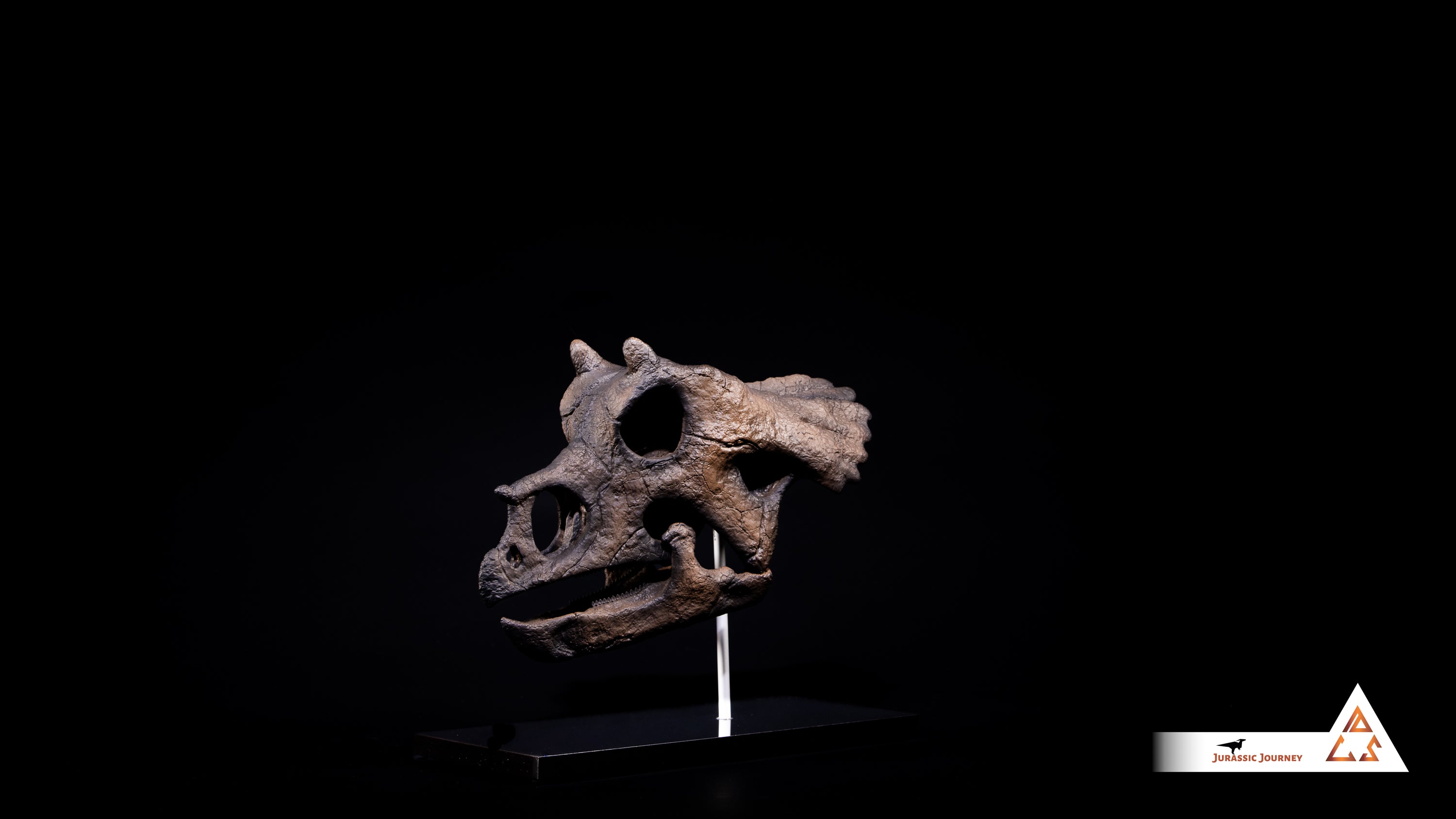 Triceratops Baby skull | 1:2 scale resin model with acrylic base