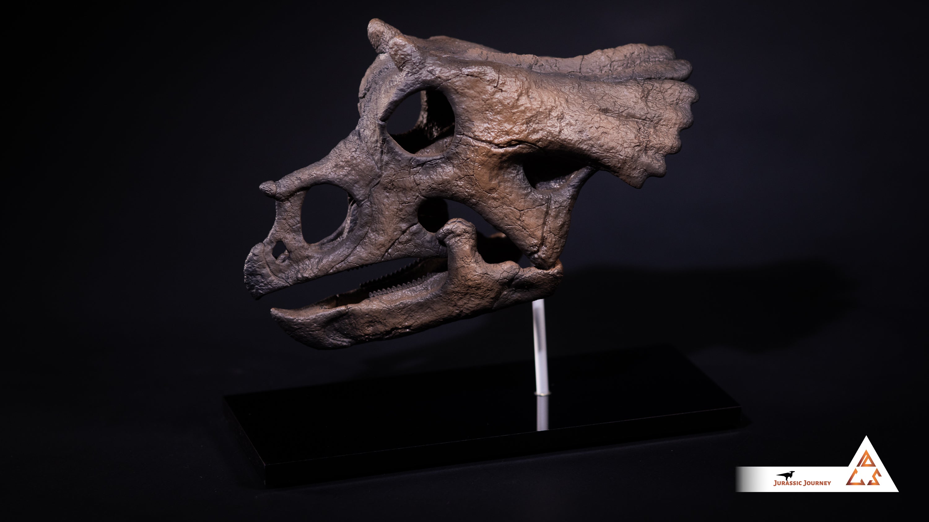 Triceratops Baby skull | 1:2 scale resin model with acrylic base