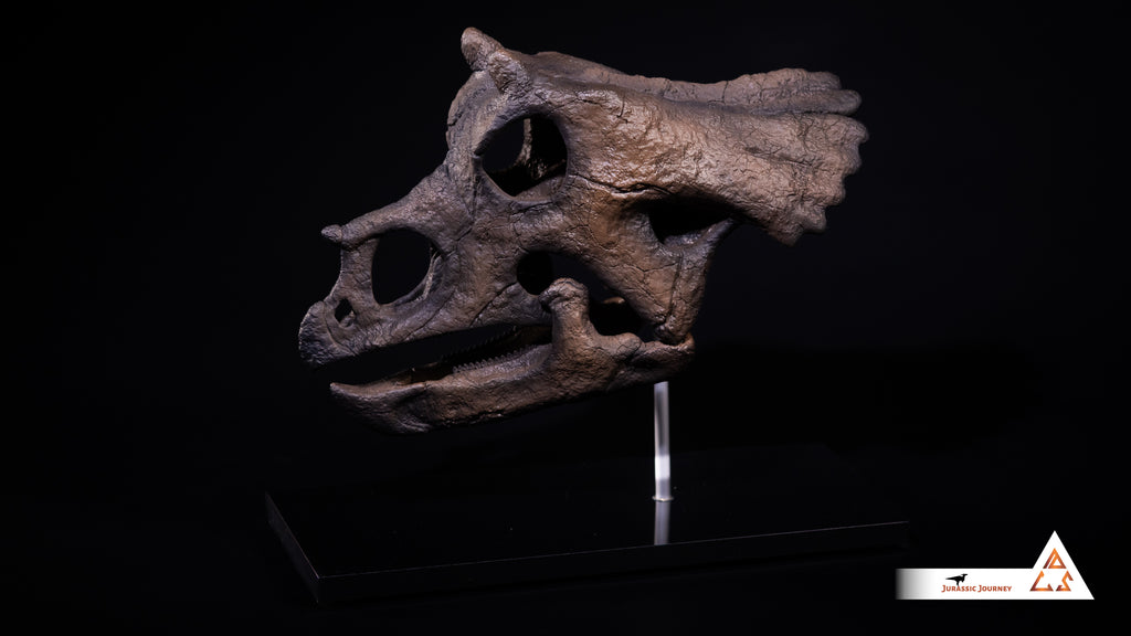 Triceratops Baby skull | 1:1 scale resin model with acrylic base