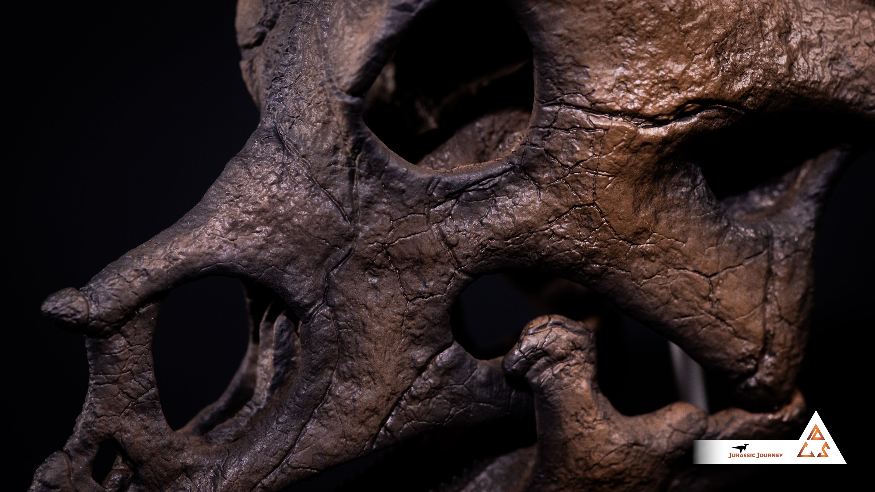 Triceratops Baby skull | 1:1 scale resin model with acrylic base