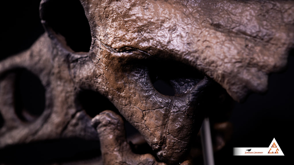 Triceratops Baby skull | 1:1 scale resin model with acrylic base