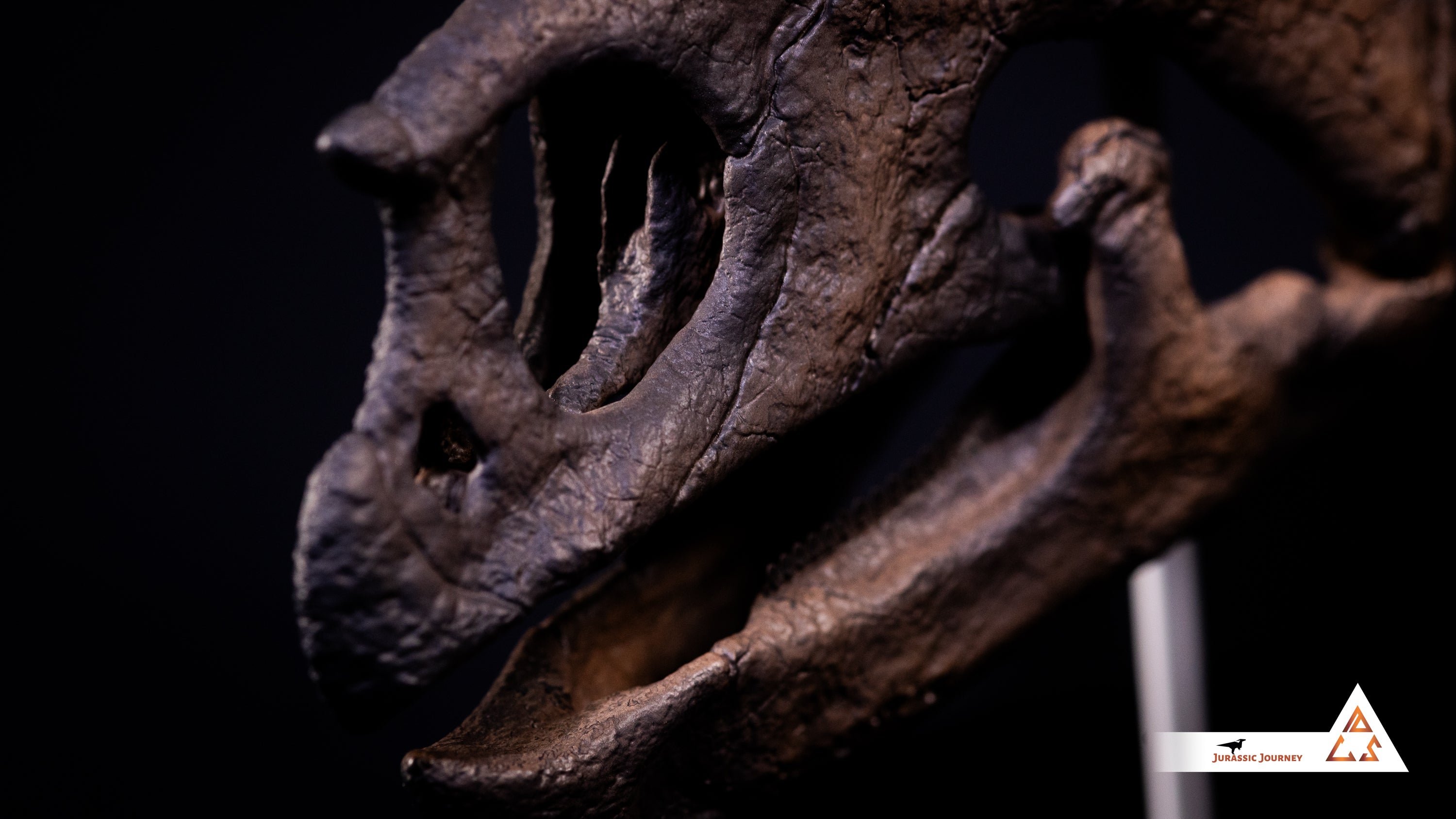 Triceratops Baby skull | 1:1 scale resin model with acrylic base