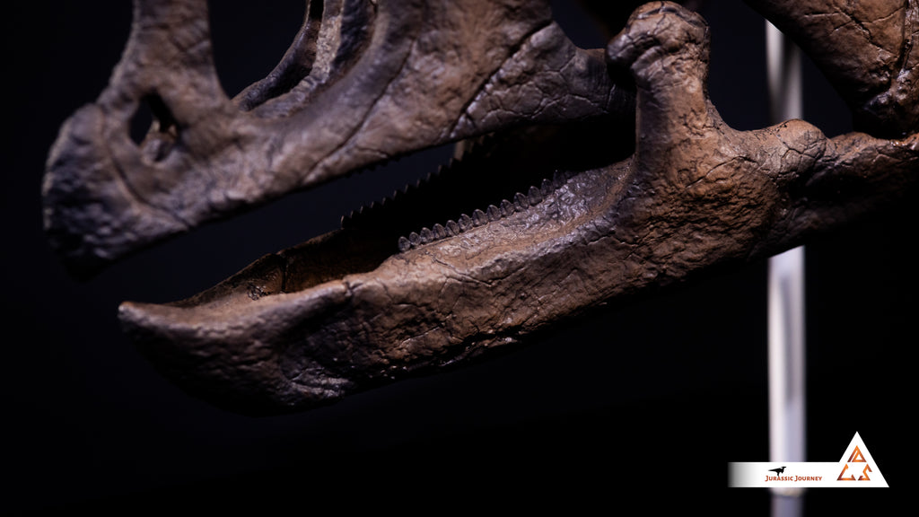 Triceratops Baby skull | 1:1 scale resin model with acrylic base