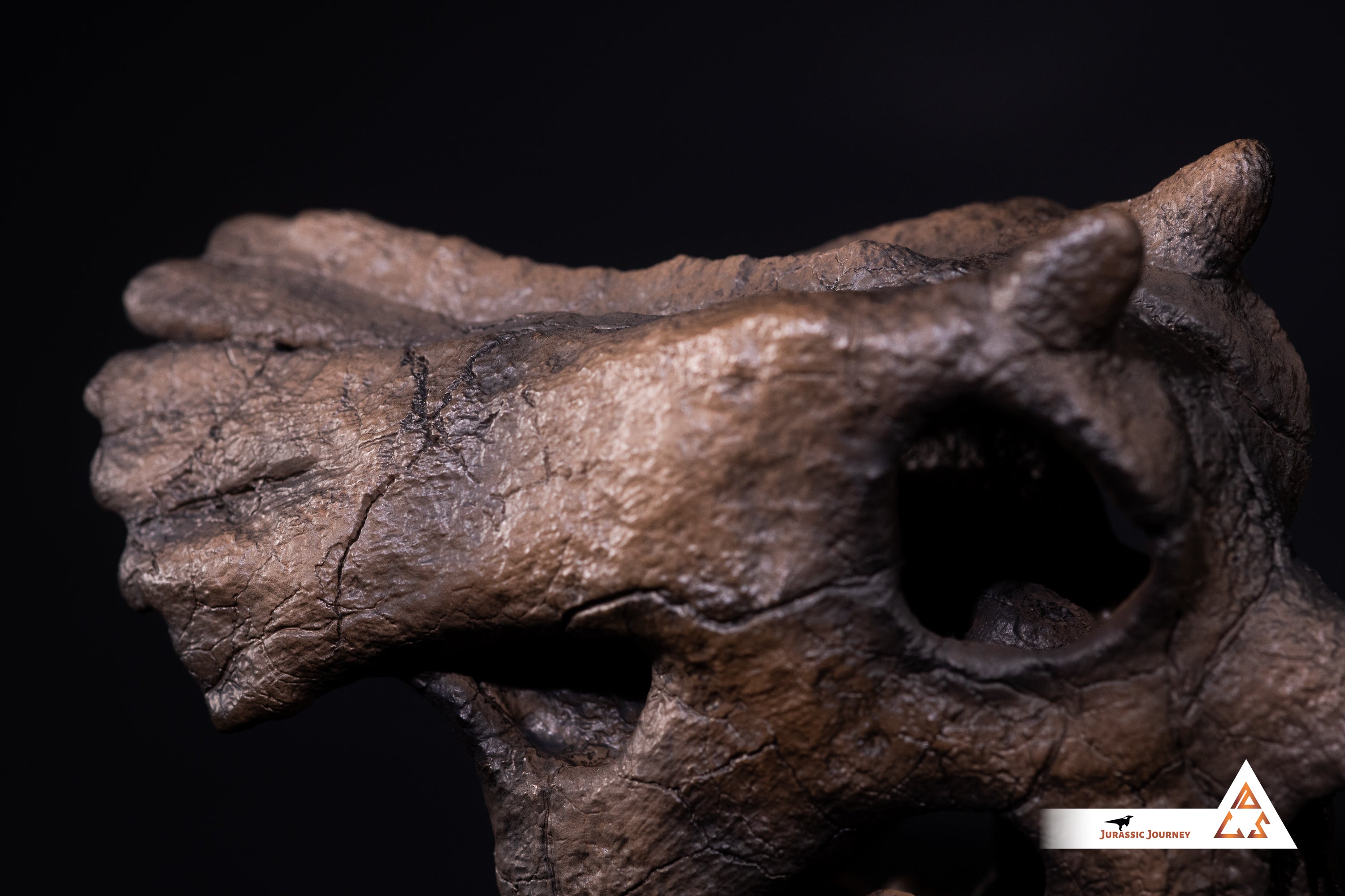 Triceratops Baby skull | 1:1 scale resin model with acrylic base