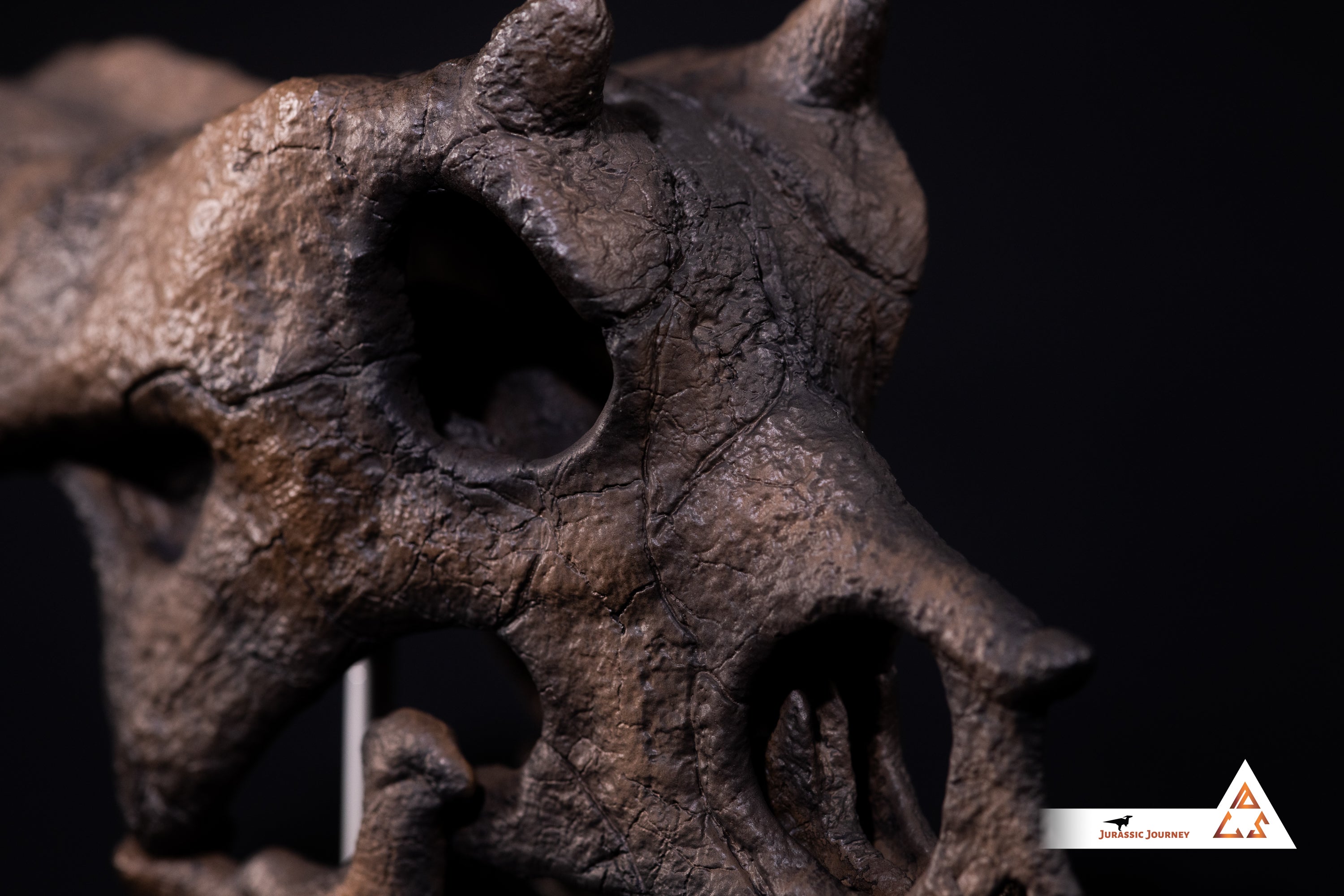 Triceratops Baby skull | 1:1 scale resin model with acrylic base