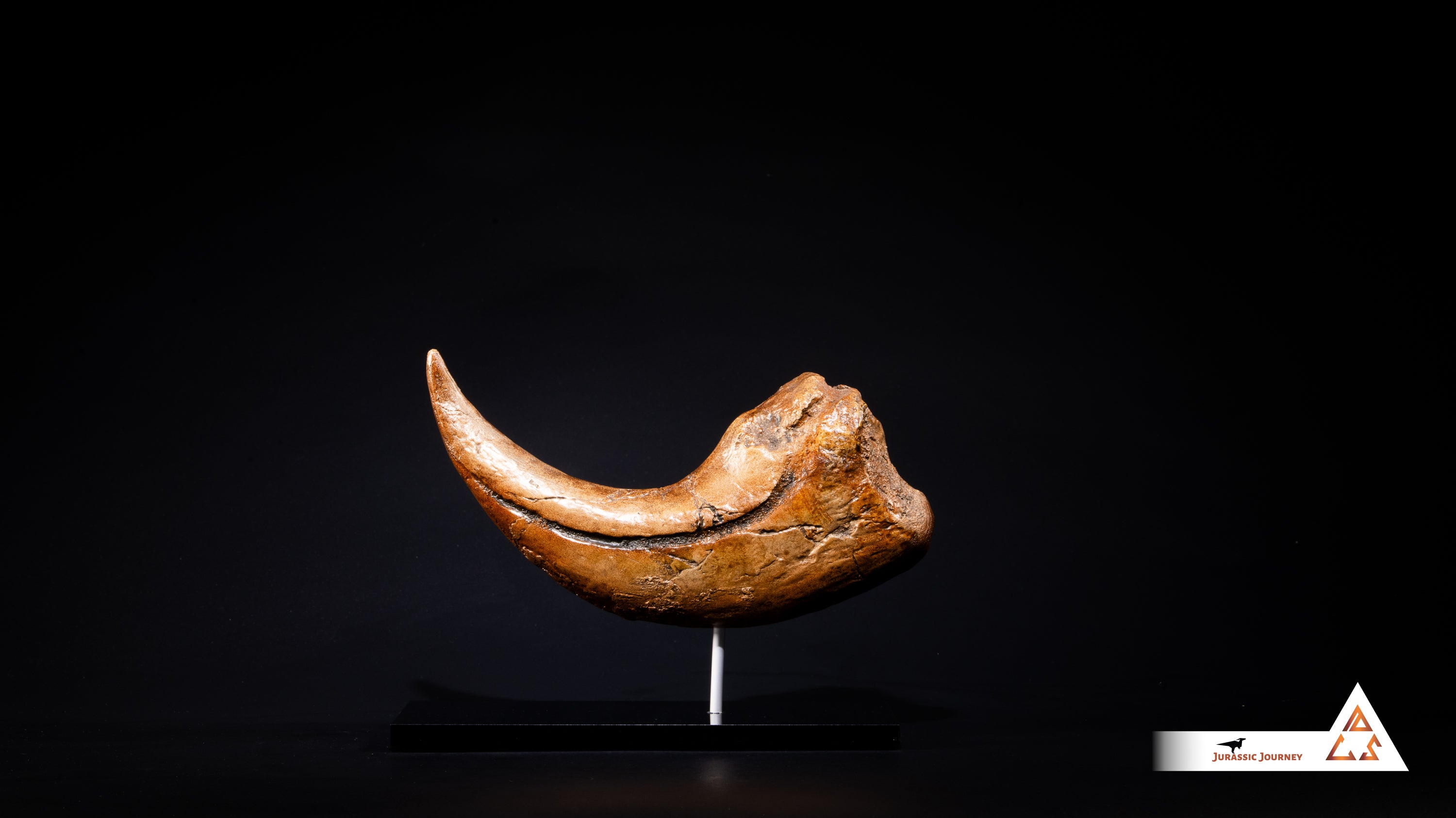 Baryonyx Claw | 1:1 scale resin cast with acrylic base