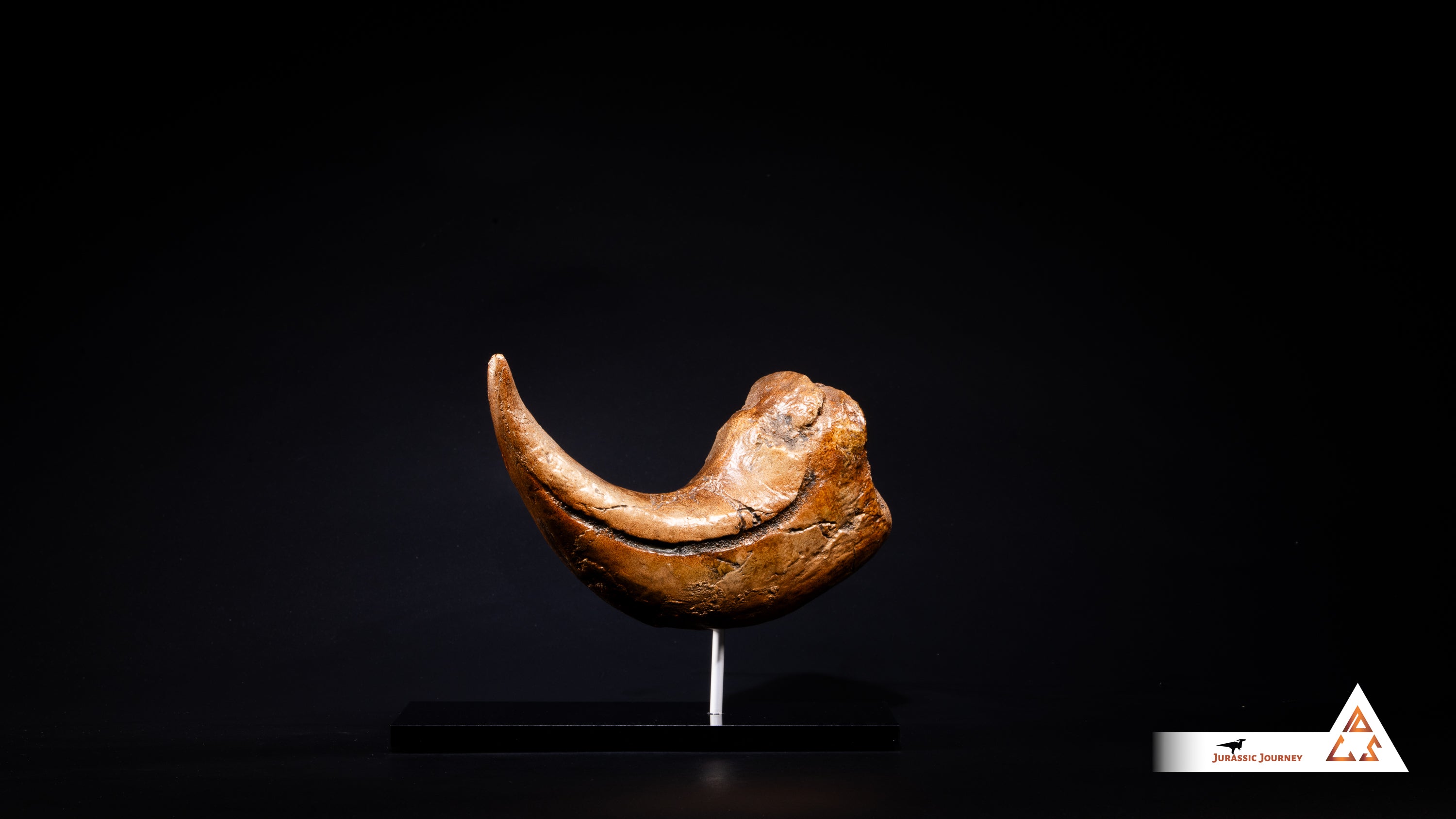 Baryonyx Claw | 1:1 scale resin cast with acrylic base