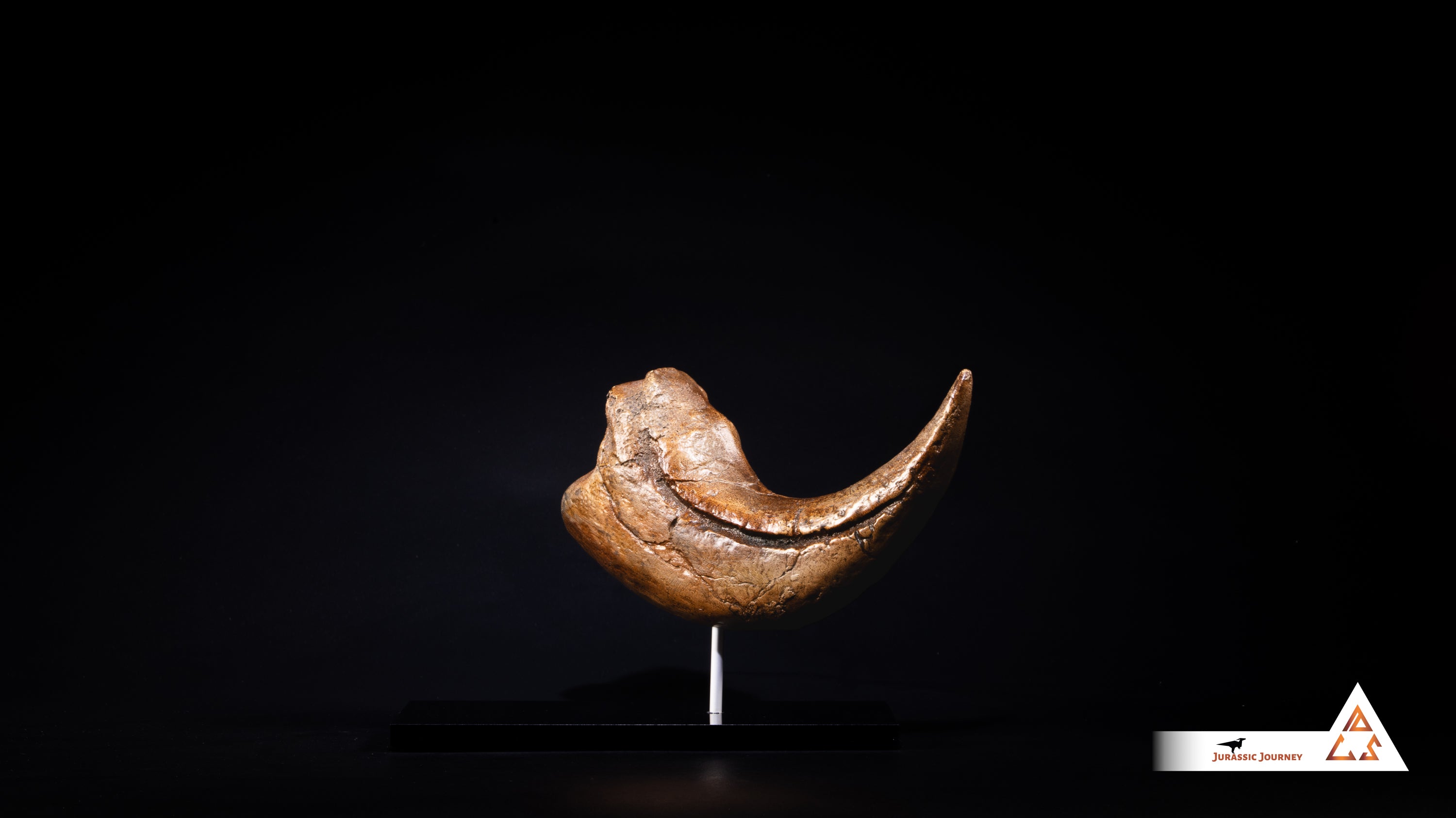 Baryonyx Claw | 1:1 scale resin cast with acrylic base