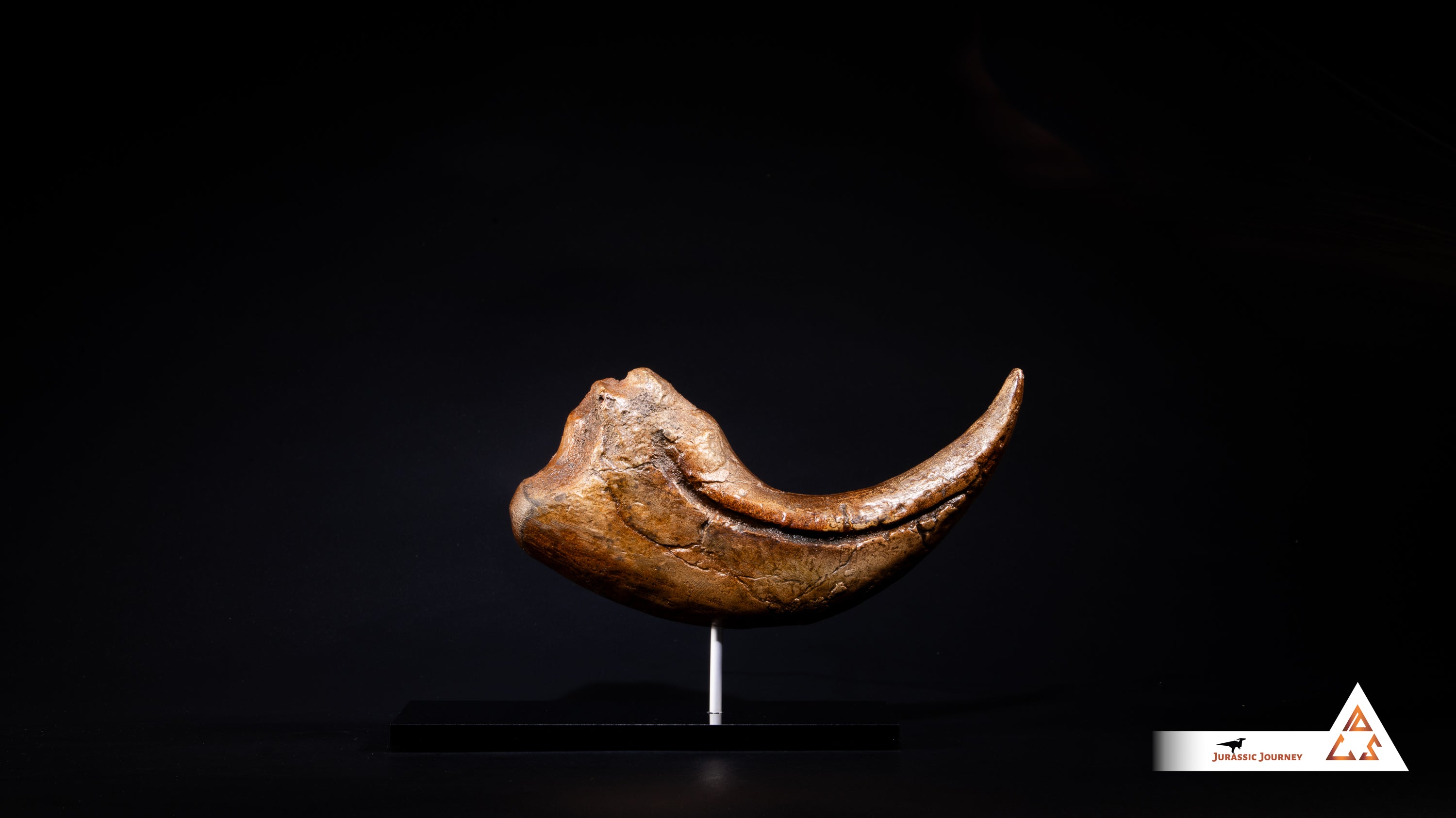 Baryonyx Claw | 1:1 scale resin cast with acrylic base