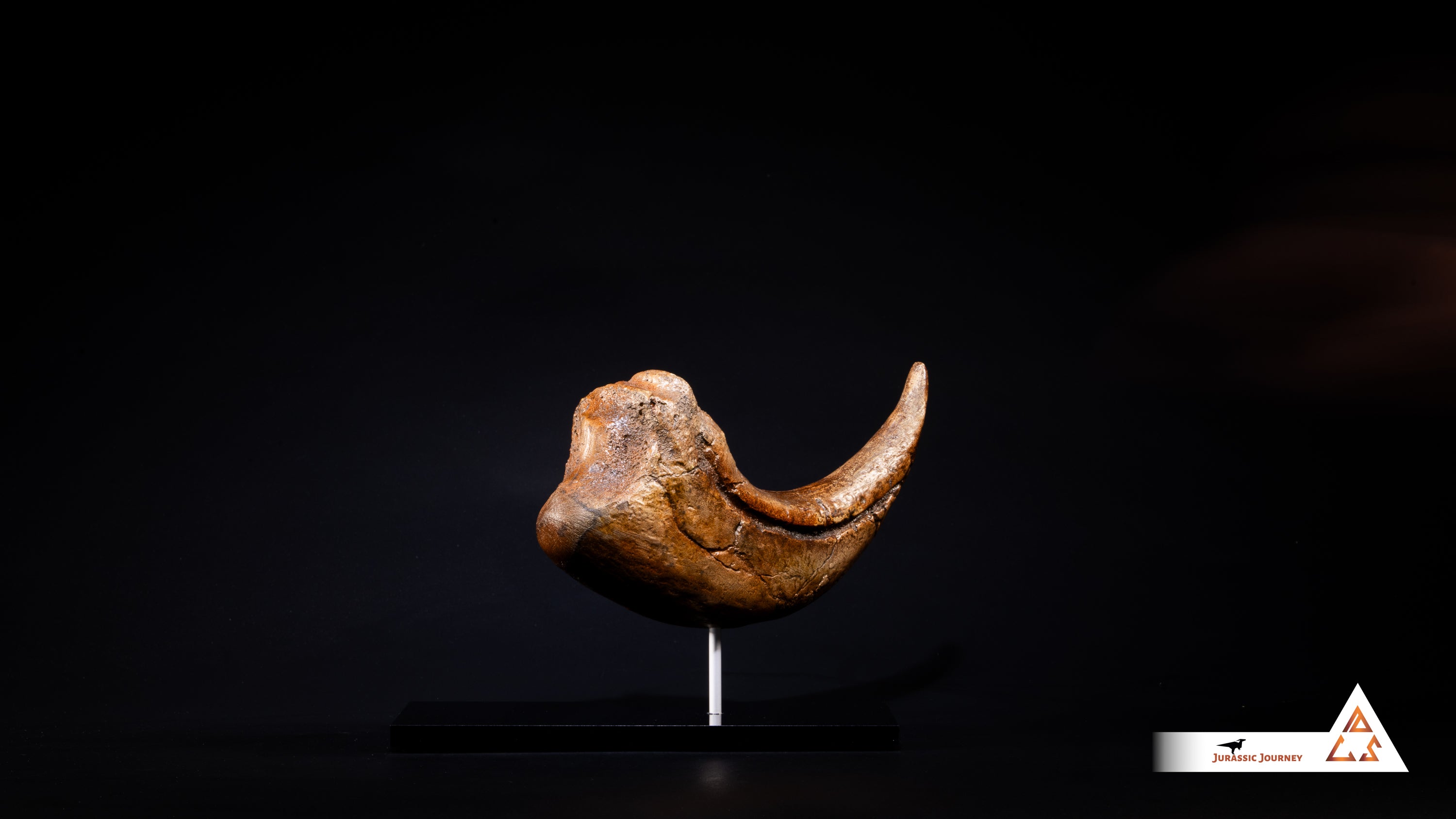 Baryonyx Claw | 1:1 scale resin cast with acrylic base