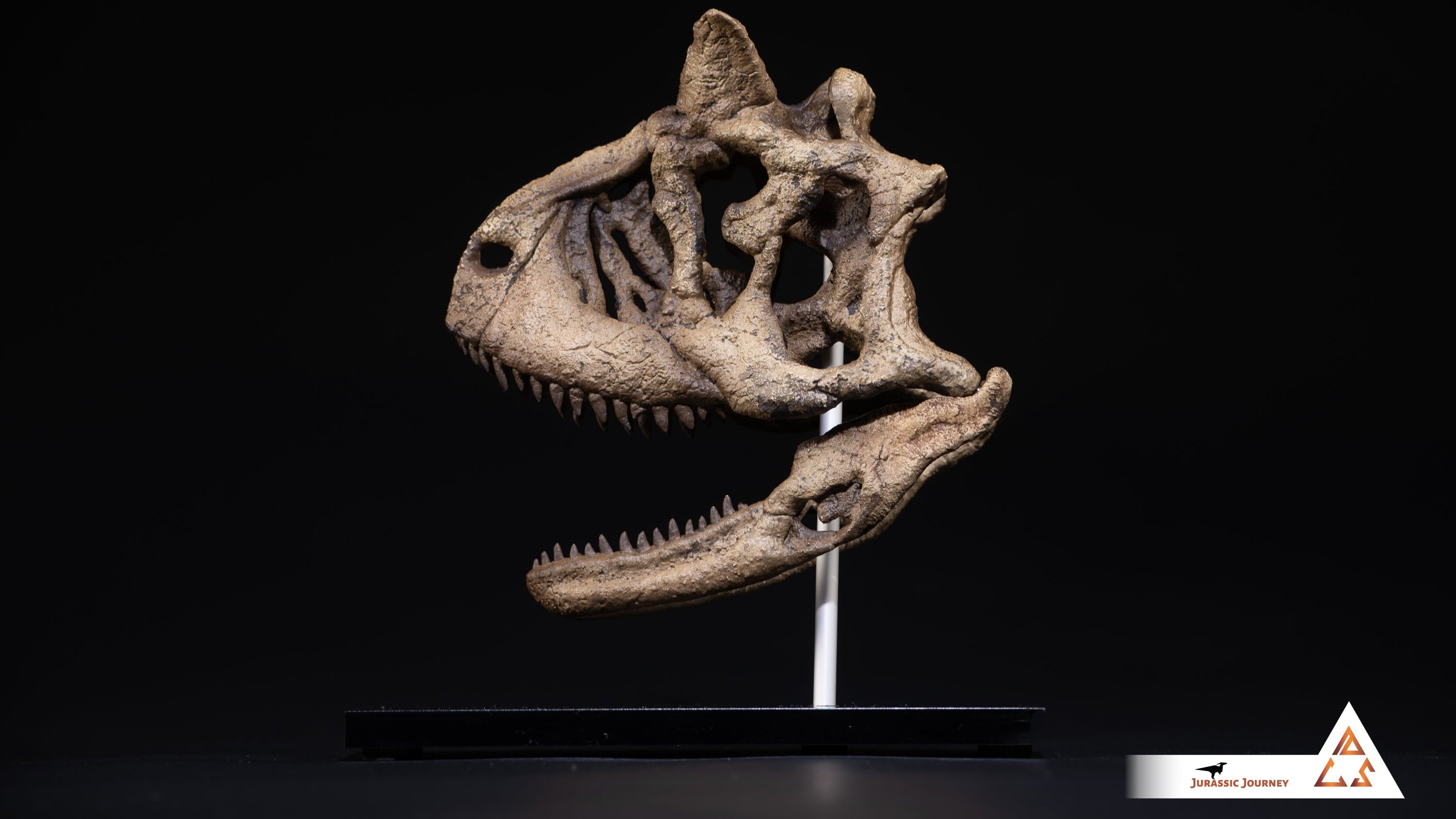 Carnotaurus skull | 1:5 scale resin model with acrylic base
