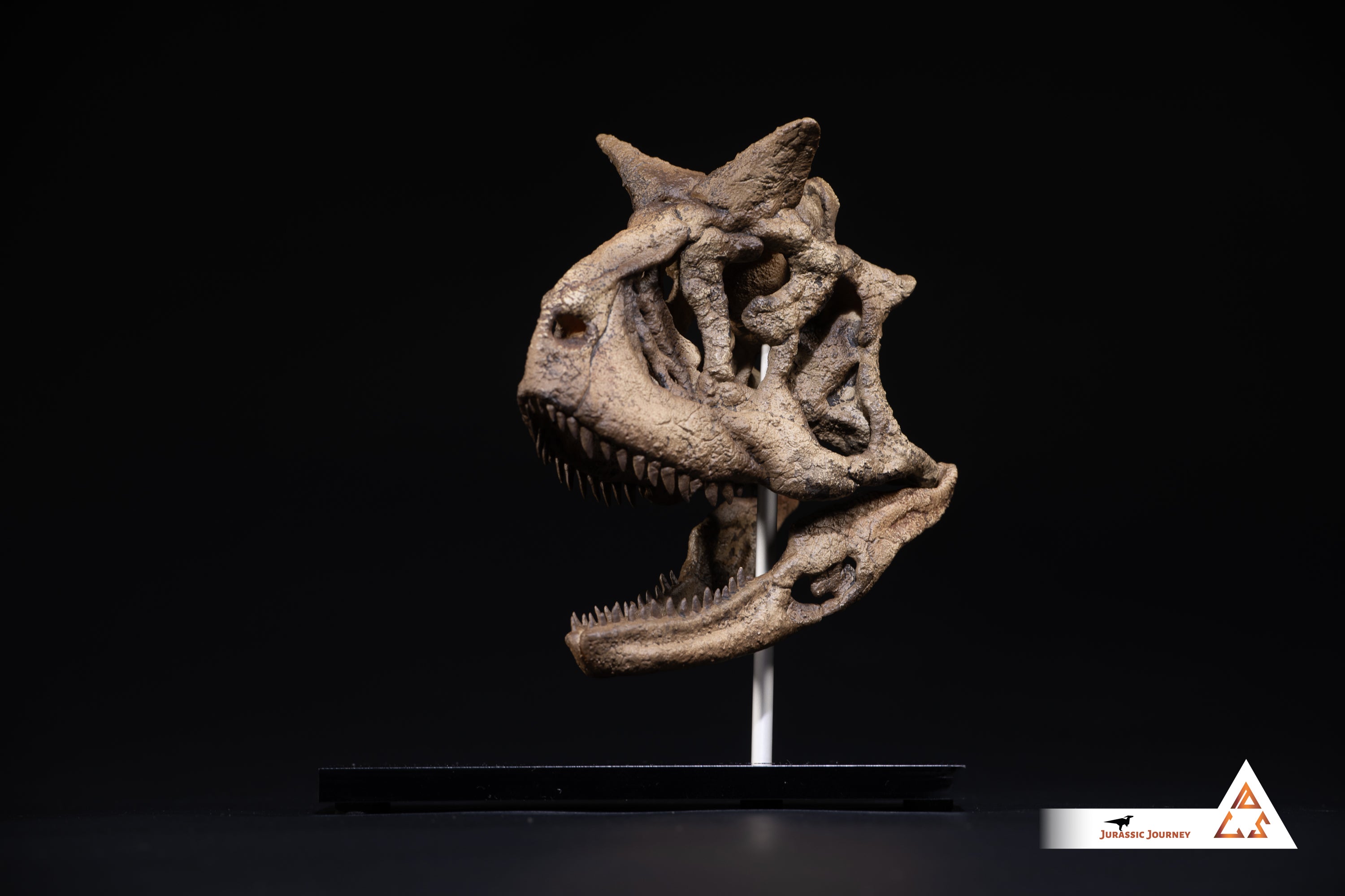 Carnotaurus skull | 1:5 scale resin model with acrylic base