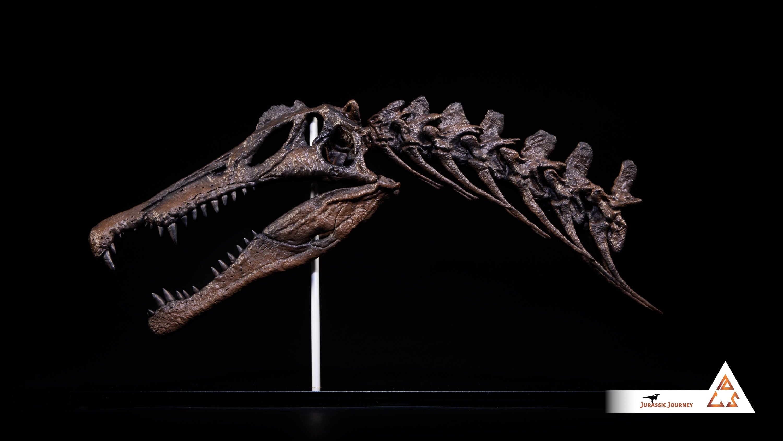 Spinosaurus skull with spine segment| 1:10 scale resin model with acrylic base