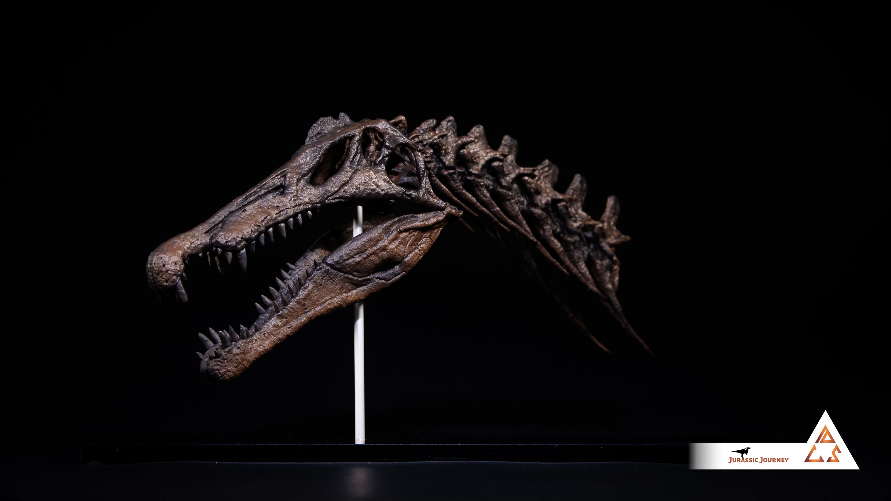 Spinosaurus skull with spine segment| 1:10 scale resin model with acrylic base