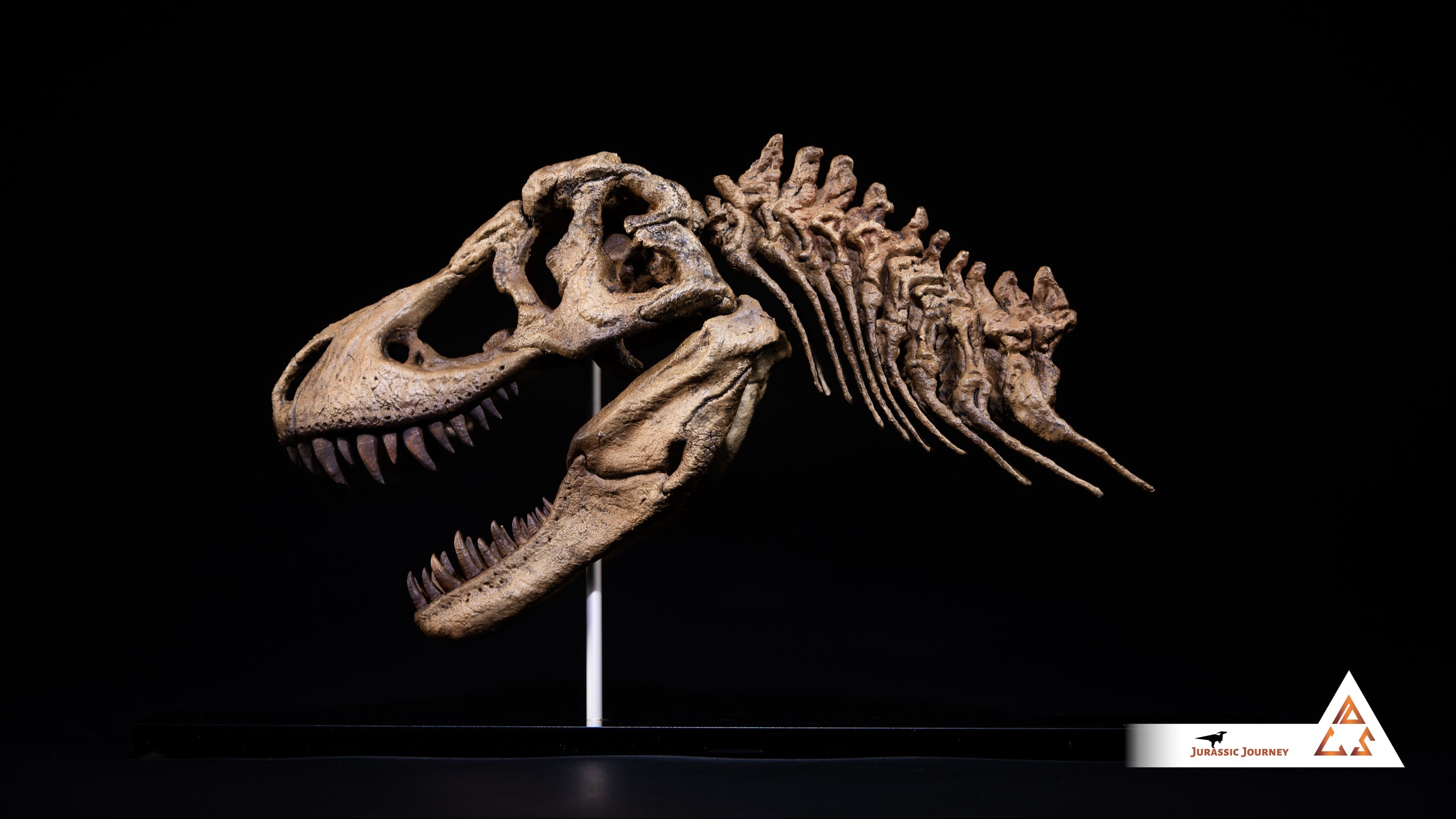 Tyrannosaurus Rex skull with spine segment| 1:10 scale resin model with acrylic base
