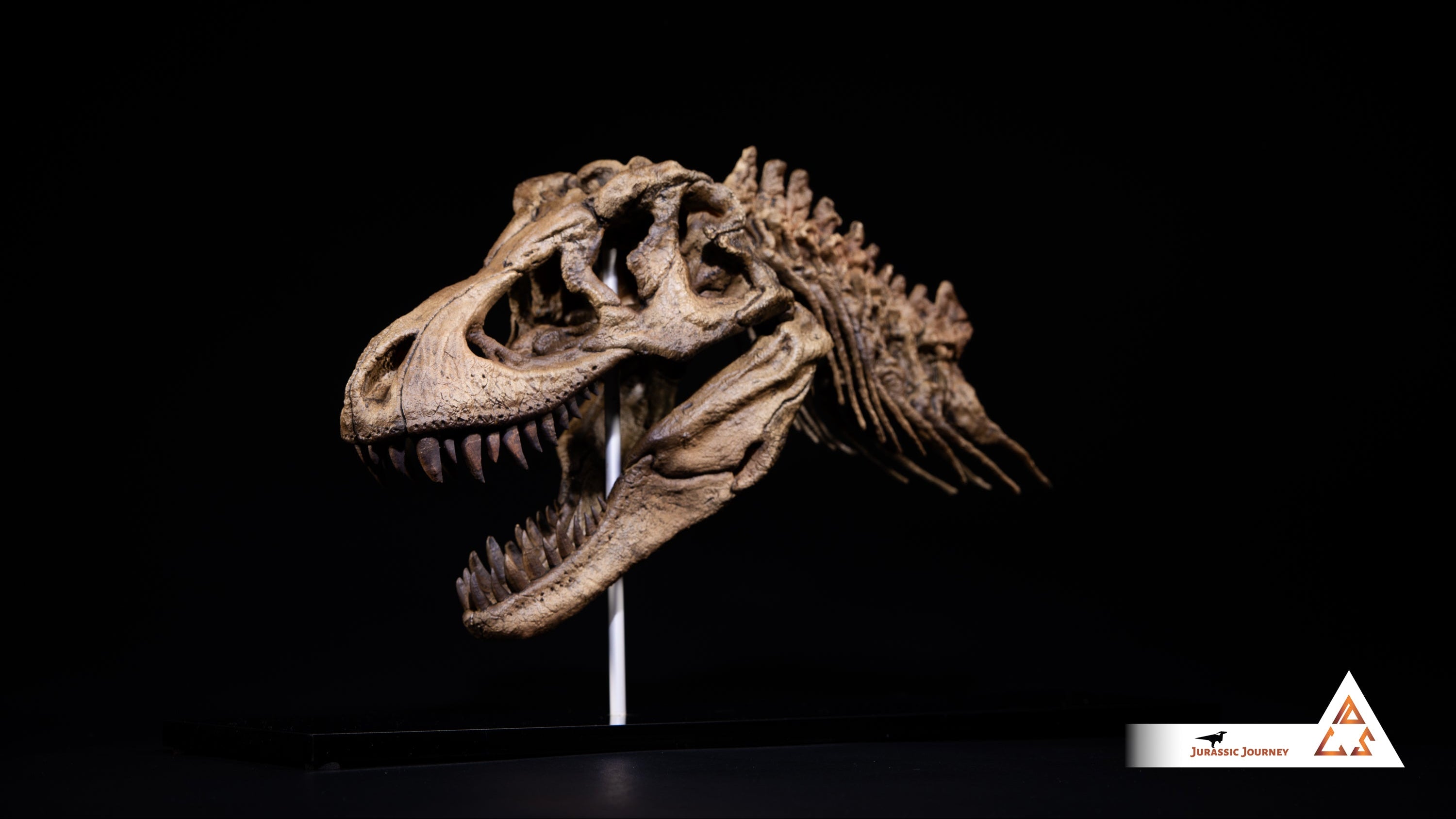 Tyrannosaurus Rex skull with spine segment| 1:10 scale resin model with acrylic base
