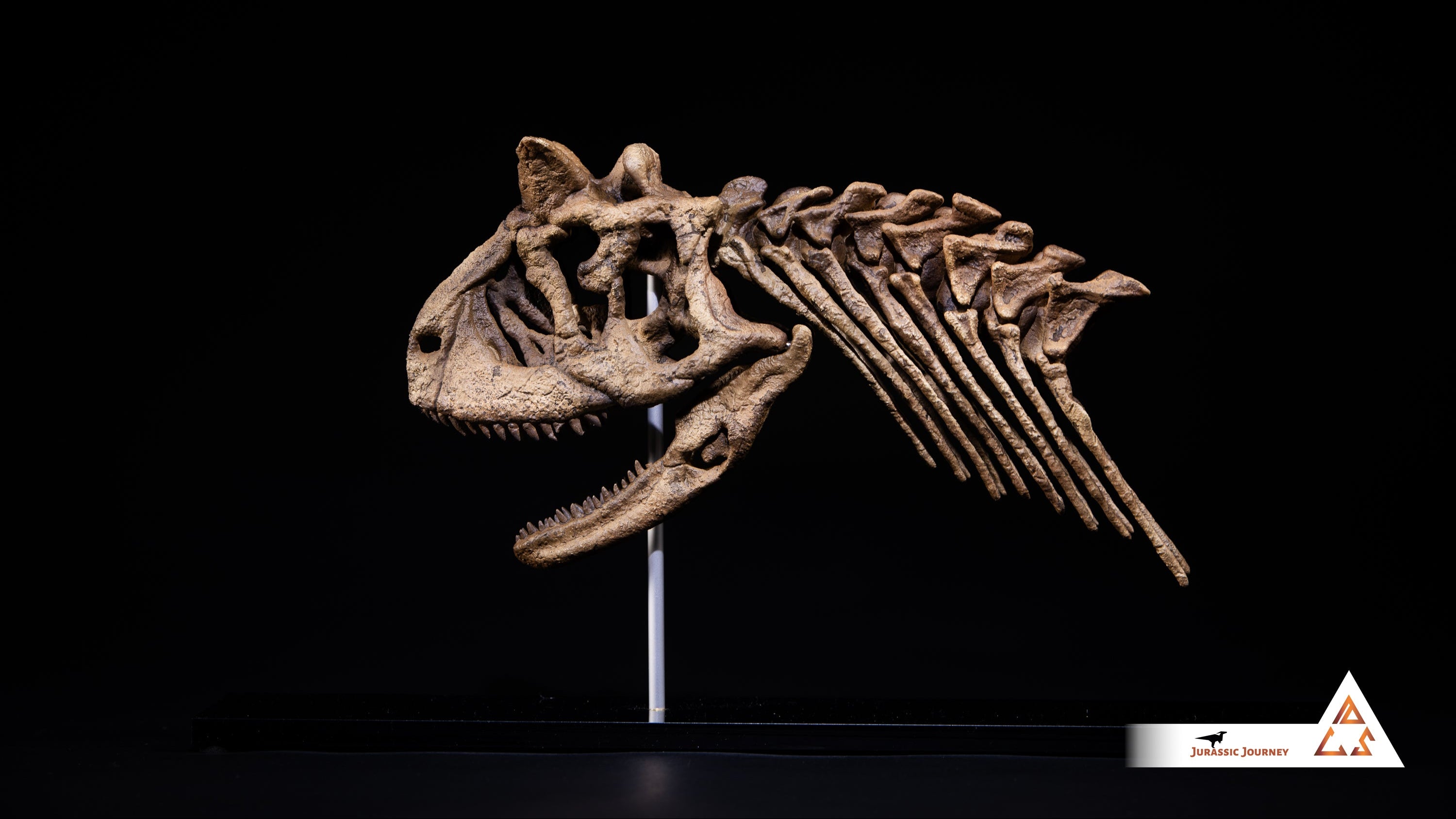 Carnotaurus skull with spine segment| 1:5 scale resin model with acrylic base