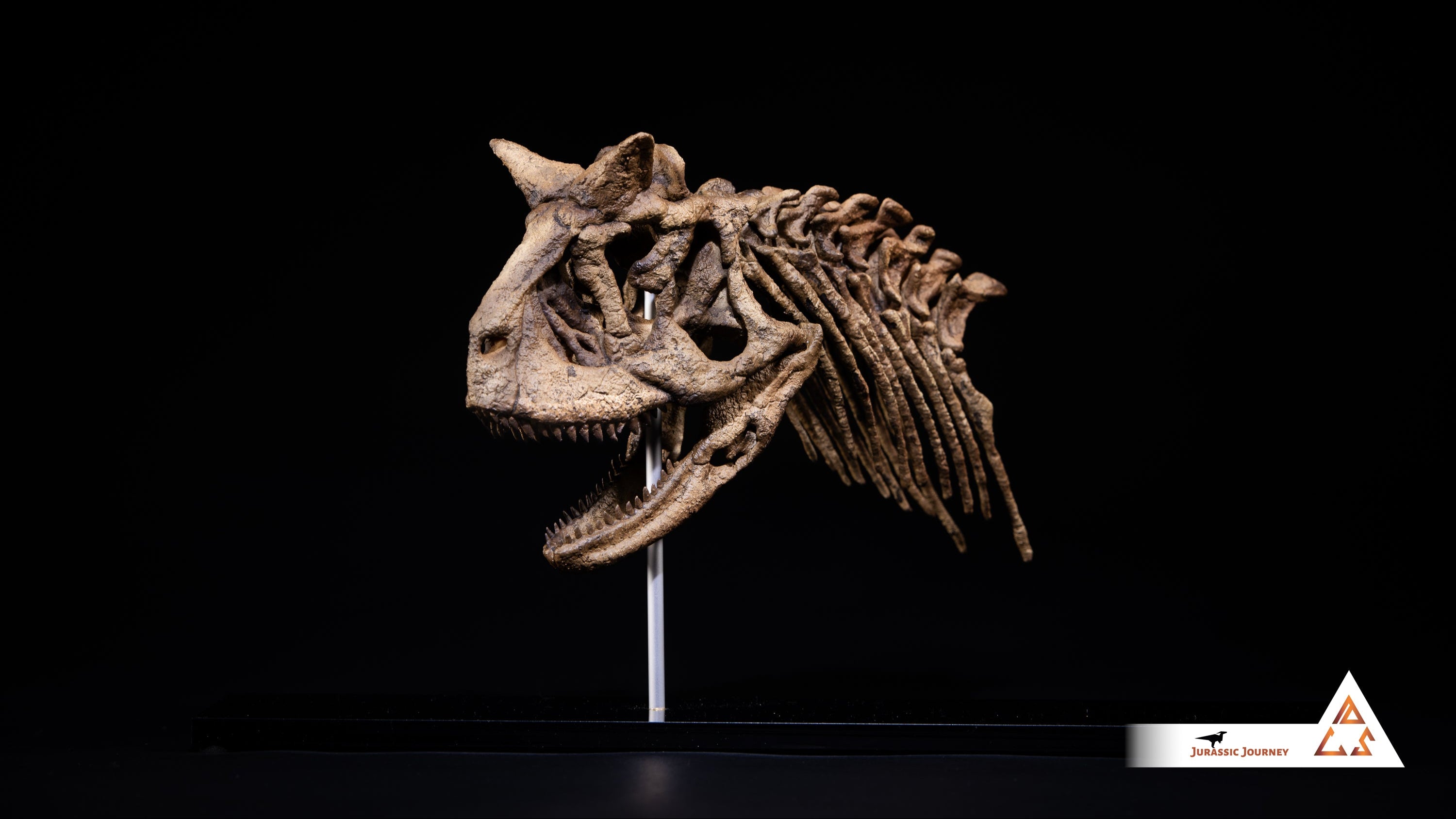 Carnotaurus skull with spine segment| 1:5 scale resin model with acrylic base