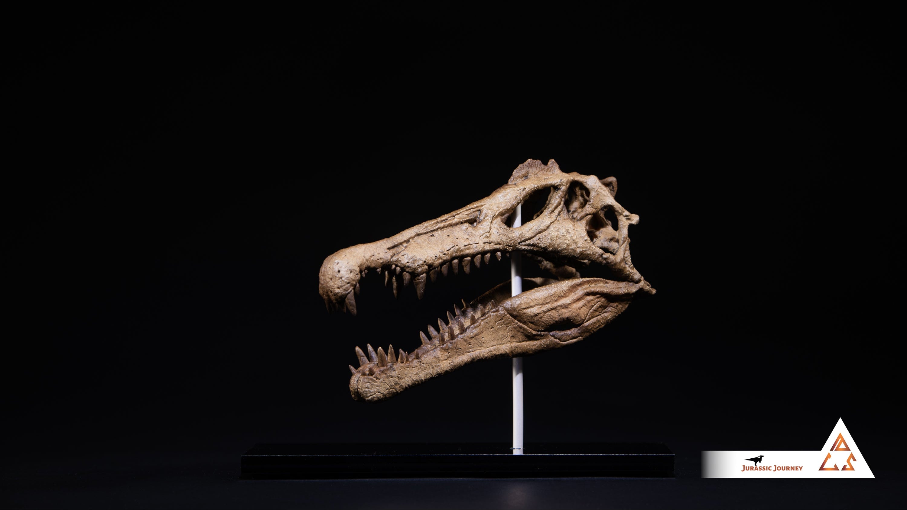 Spinosaurus skull | 1:10 scale resin model with acrylic base