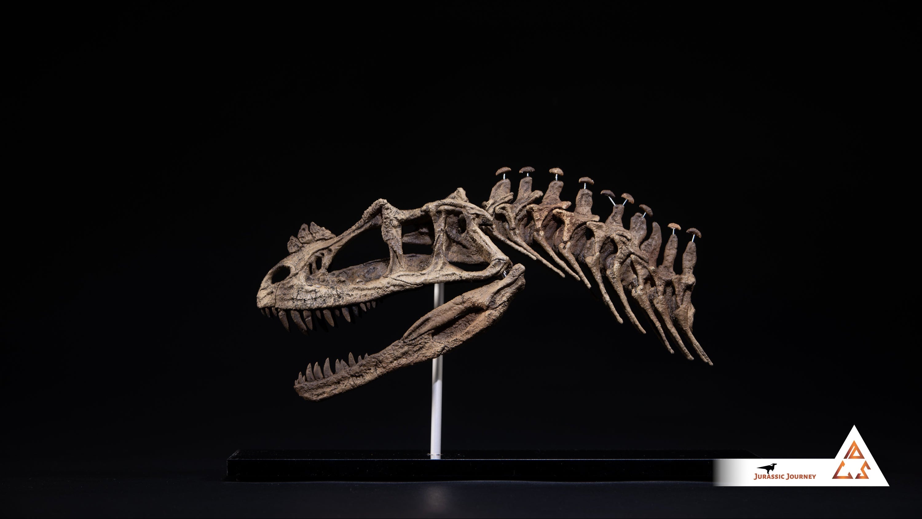 Ceratosaurus skull with spine segment| 1:5 scale resin model with acrylic base