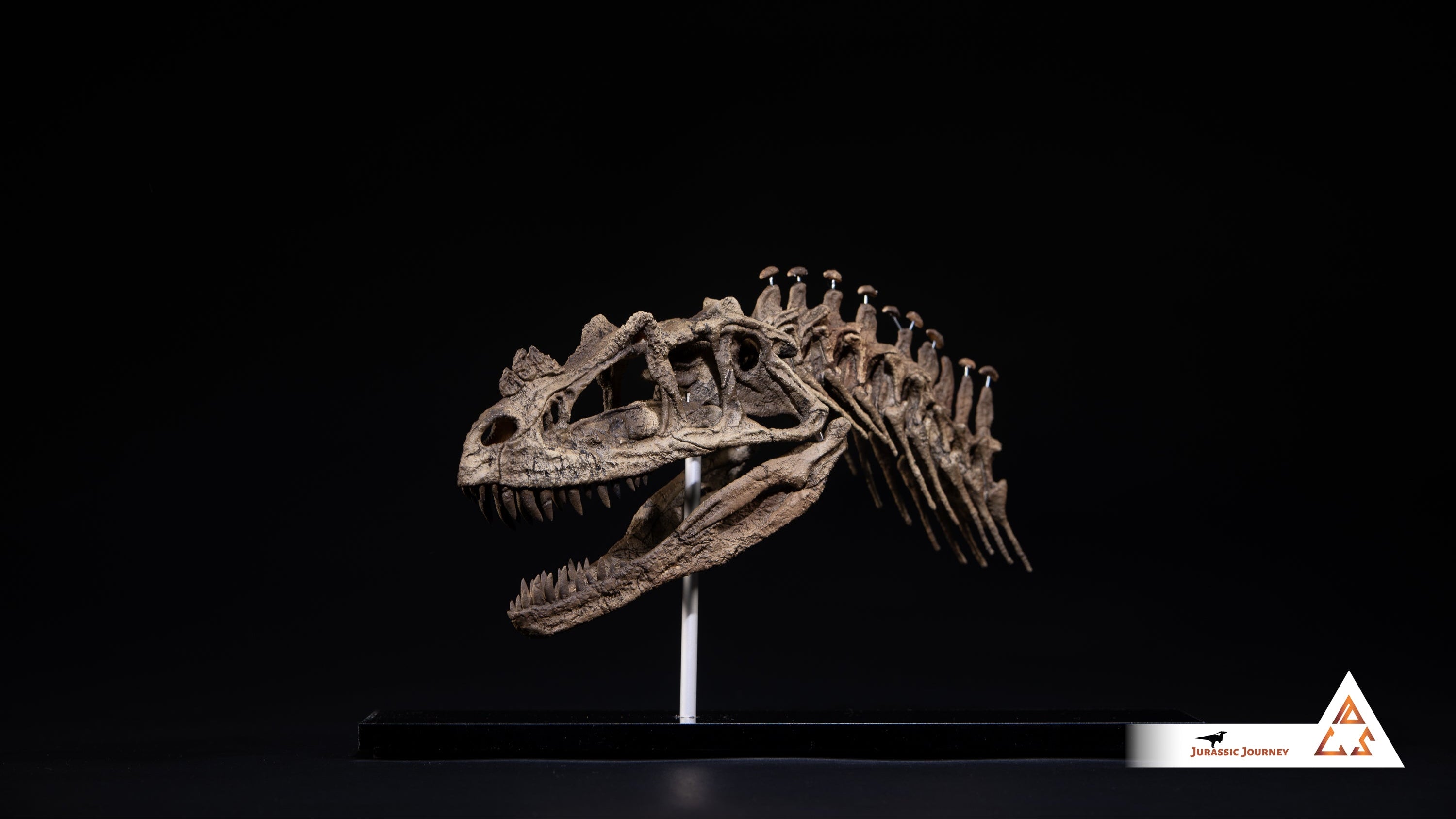 Ceratosaurus skull with spine segment| 1:5 scale resin model with acrylic base