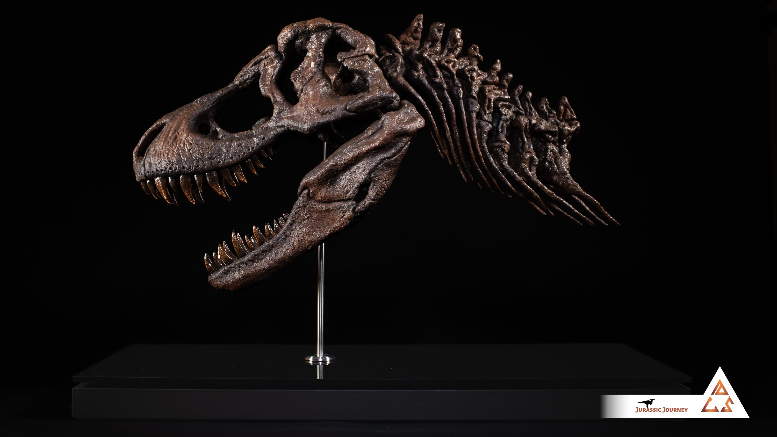 Tyrannosaurus Rex skull with Spine Segment | 1:5 scale resin replica with wooden / acrylic base