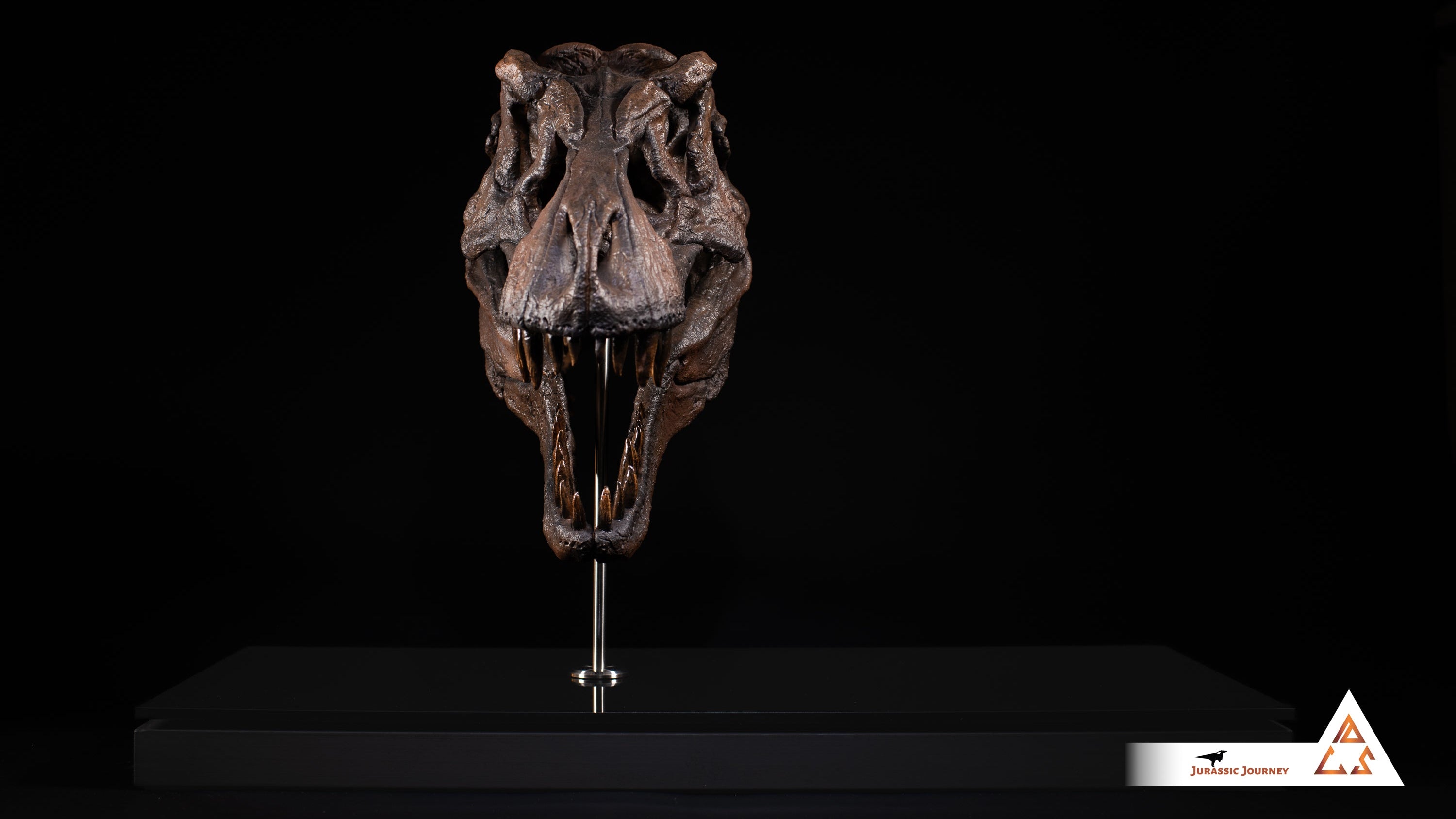 Tyrannosaurus Rex skull with Spine Segment | 1:5 scale resin replica with wooden / acrylic base